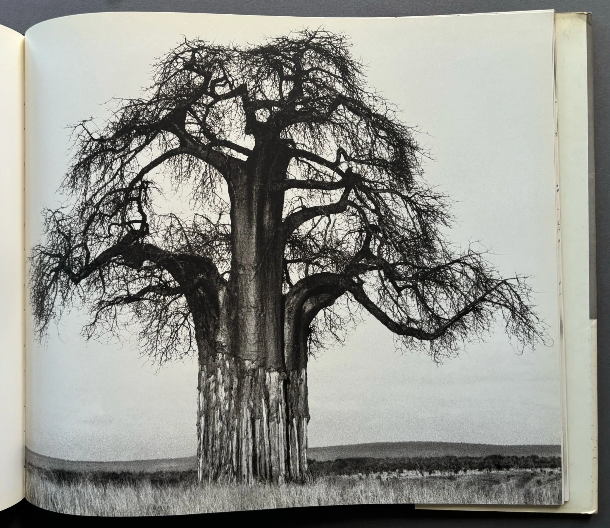 Africa - Image 7
