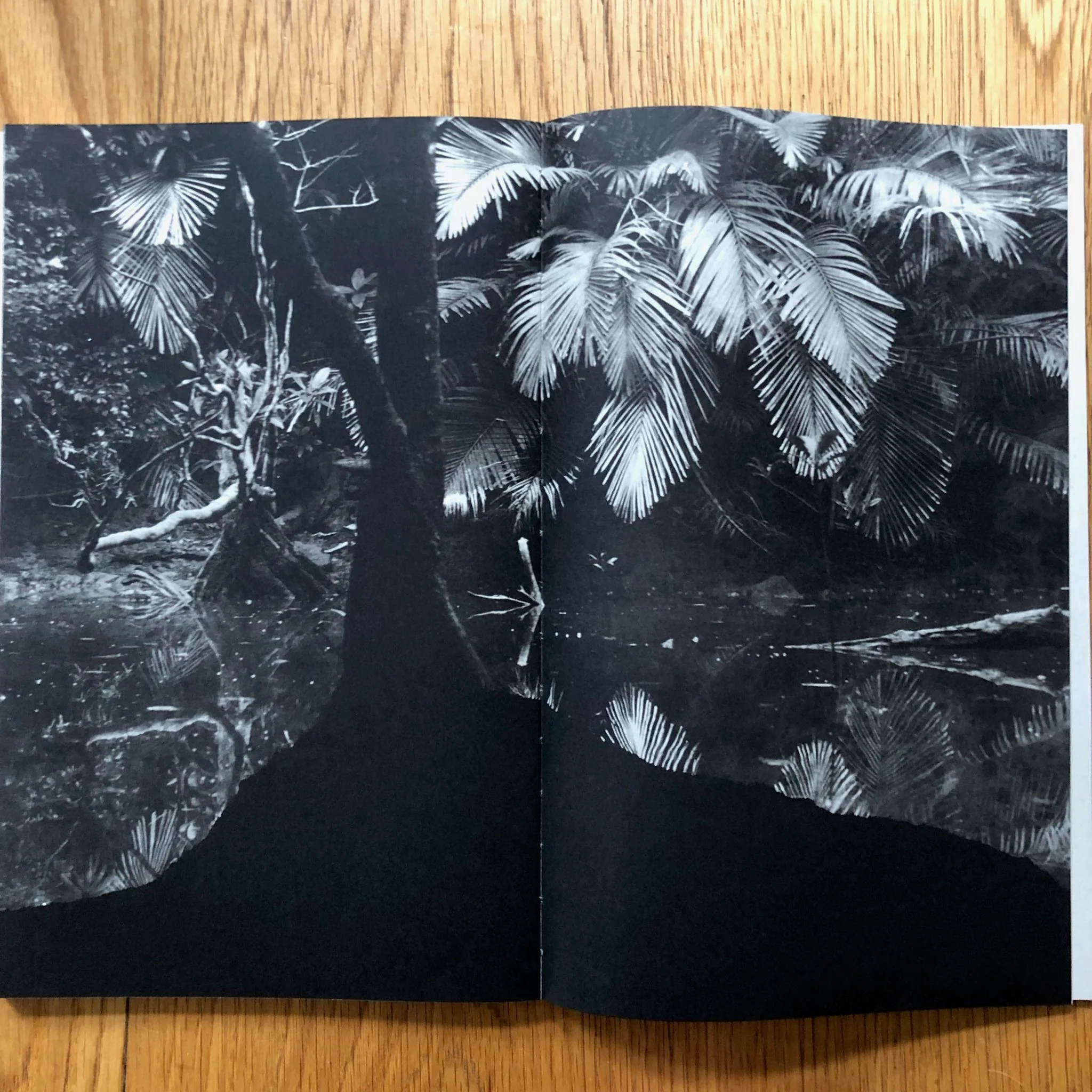 Amazonia - Image 8