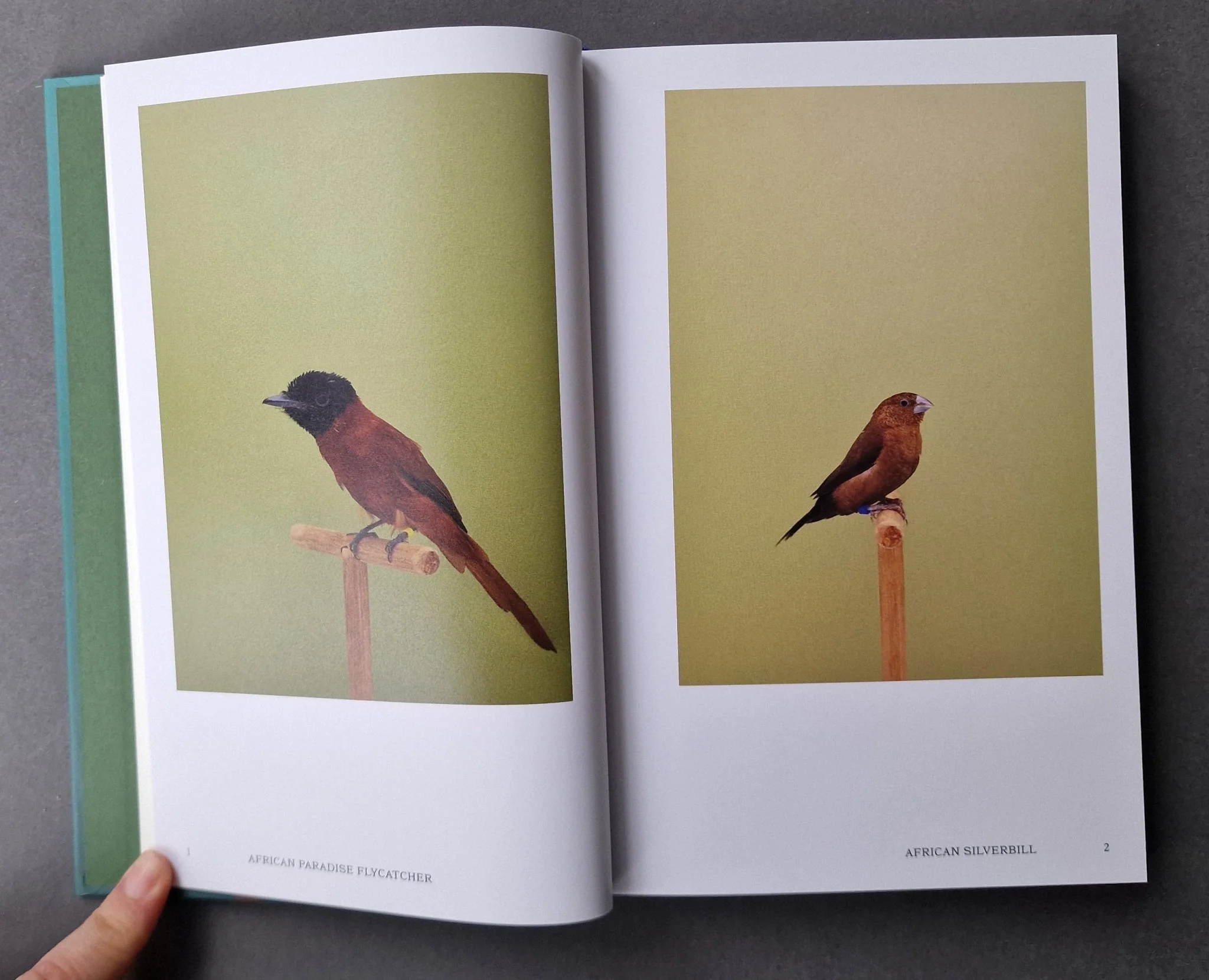 An Incomplete Dictionary of Show Birds .Vol 2 (2 Cover Options) - Image 4