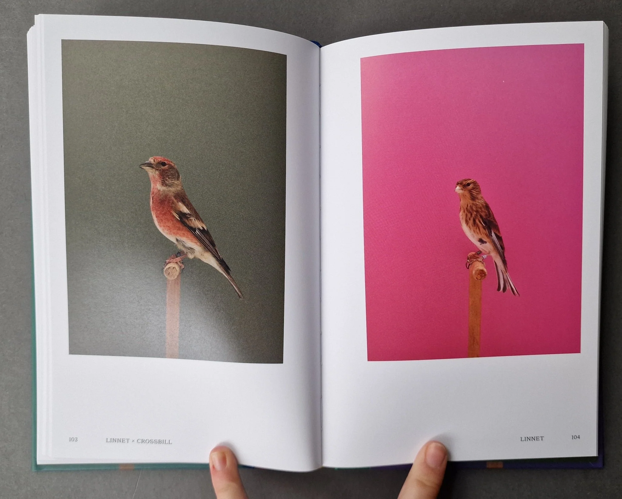 An Incomplete Dictionary of Show Birds .Vol 2 (2 Cover Options) - Image 6
