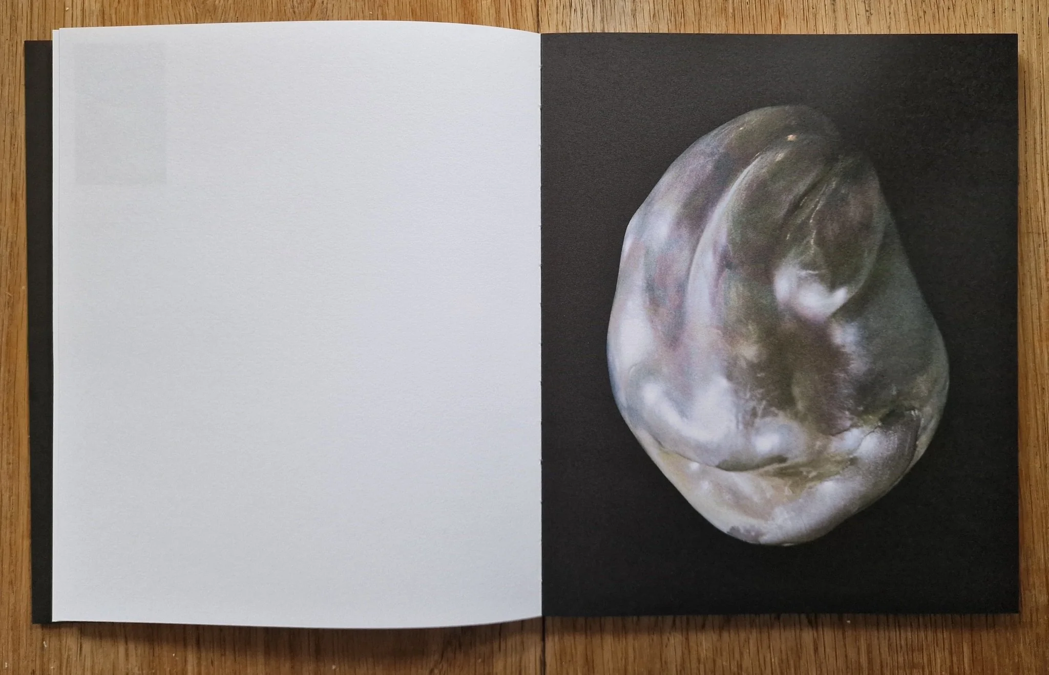 Anatomy of an Oyster - Image 6