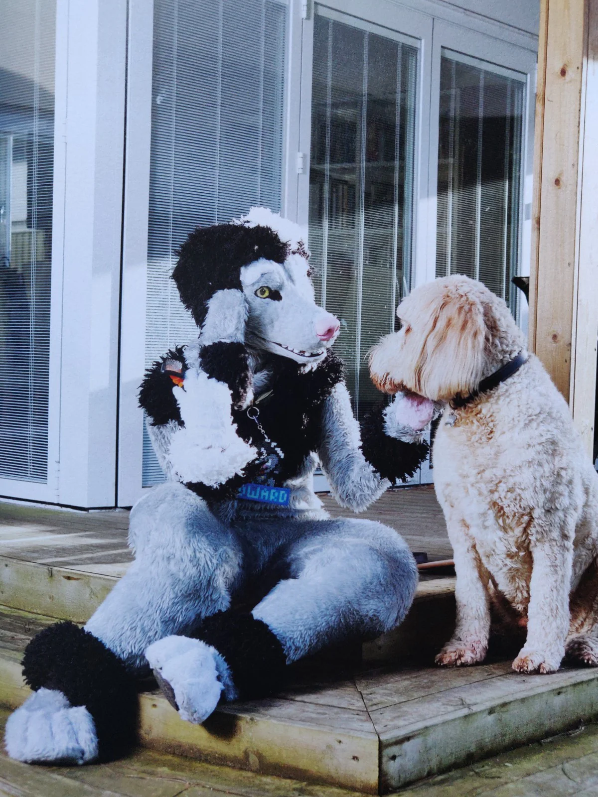 At Home With The Furries - Image 7