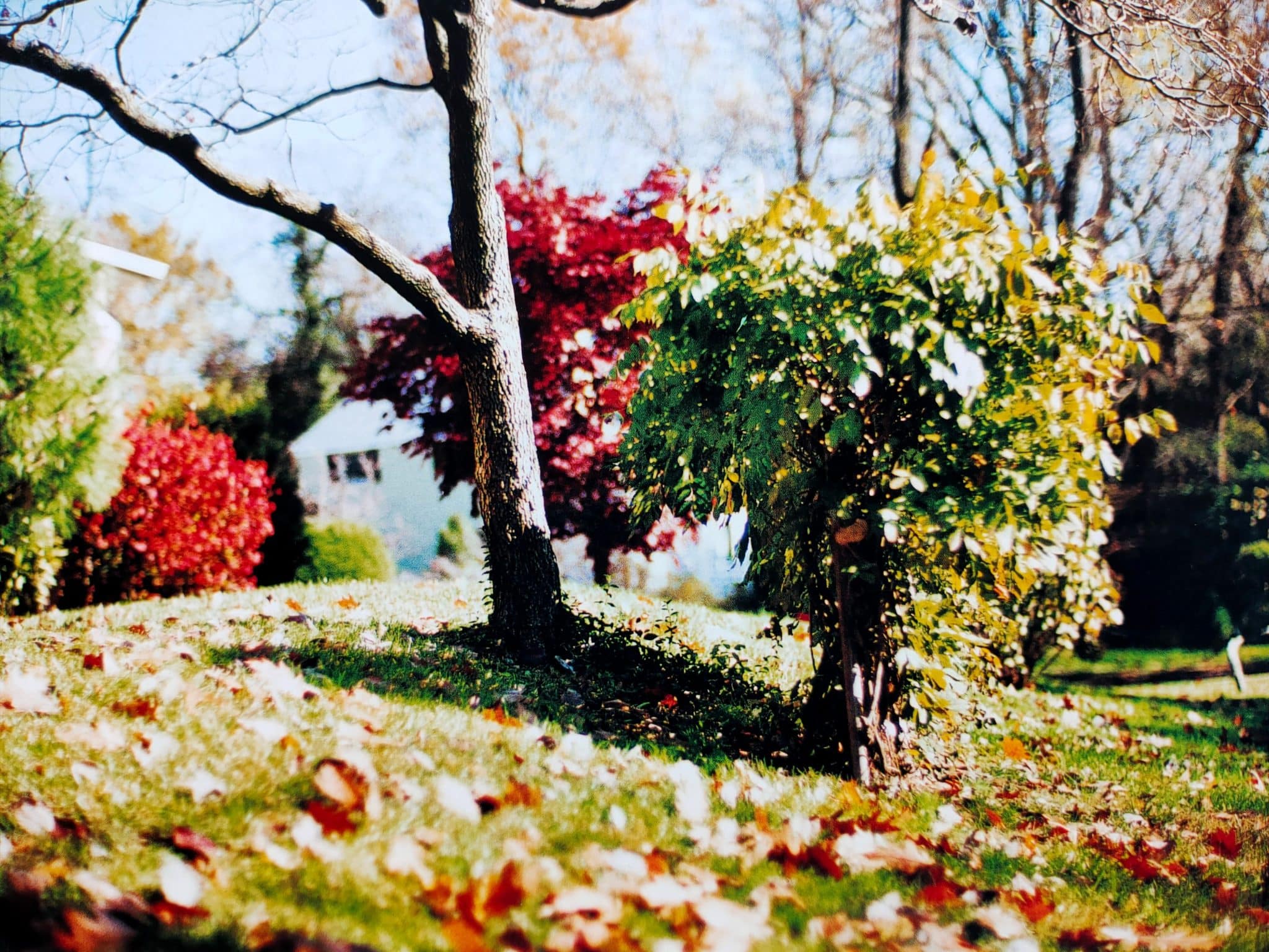 Between Maple and Chestnut - Image 4