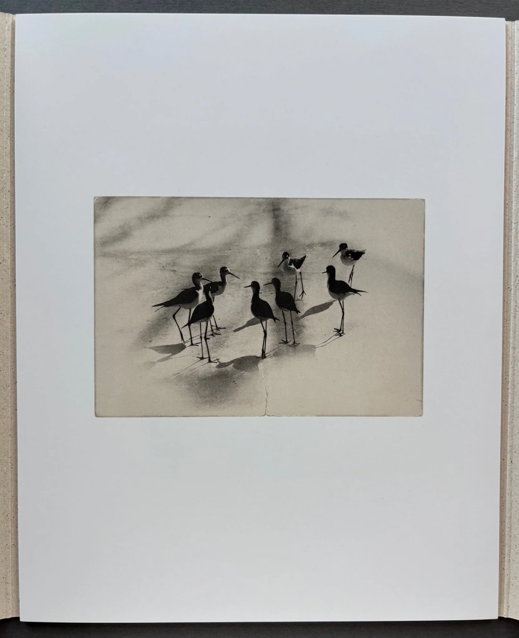 Birds 2 - Image 3