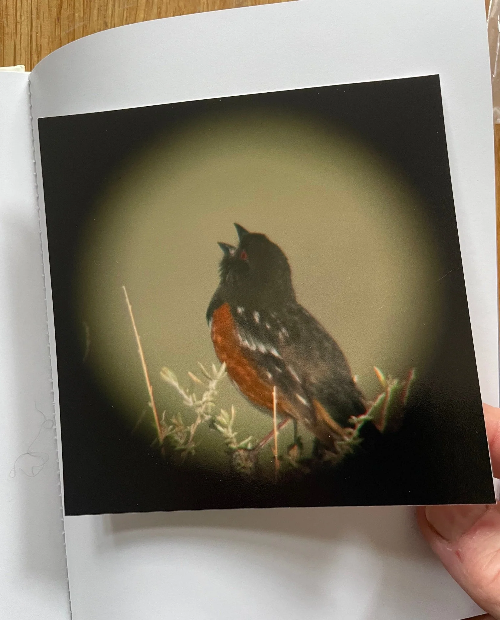 Birds Have Wings (One Picture Book) - Image 3