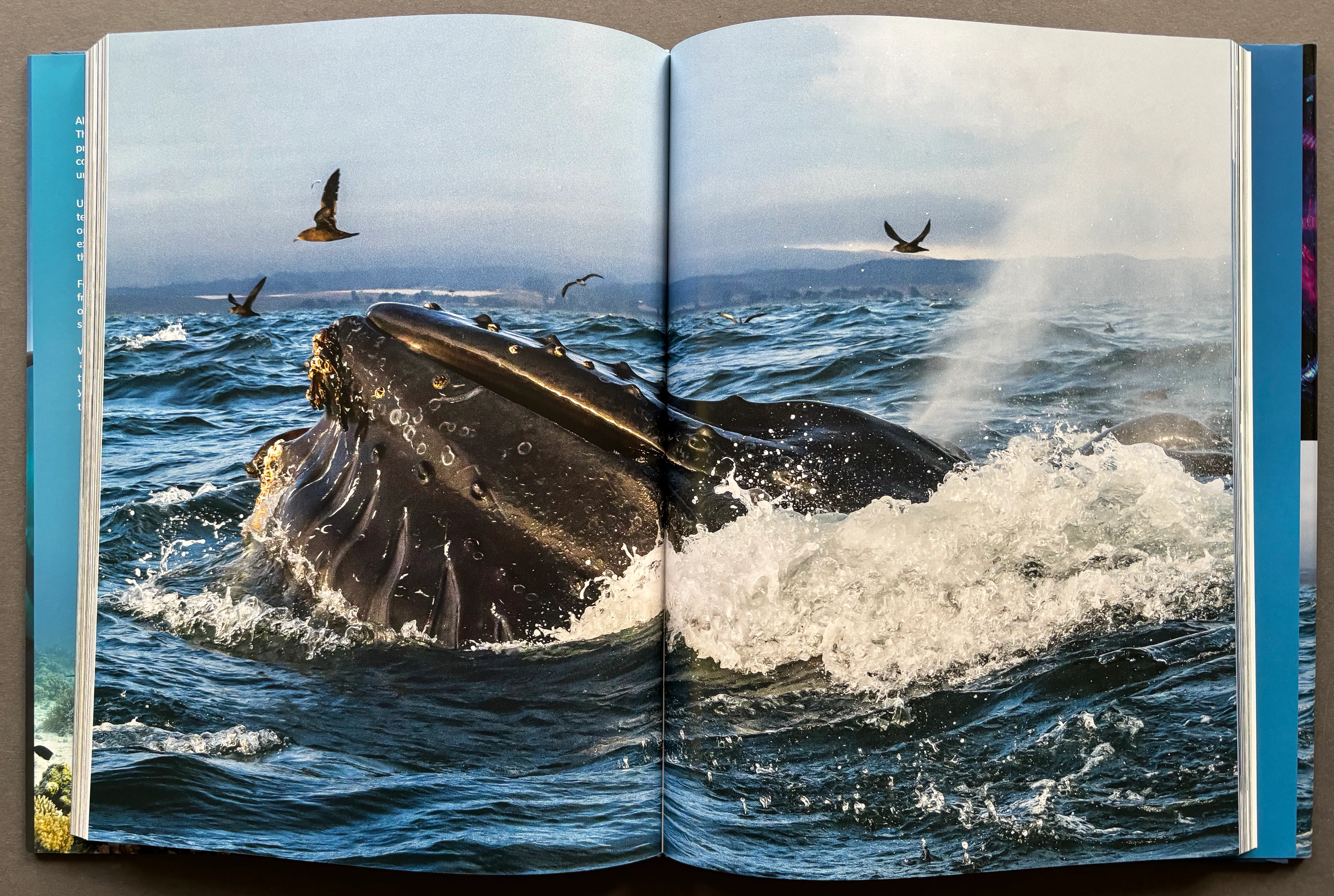 Blue Planet II - Image 3