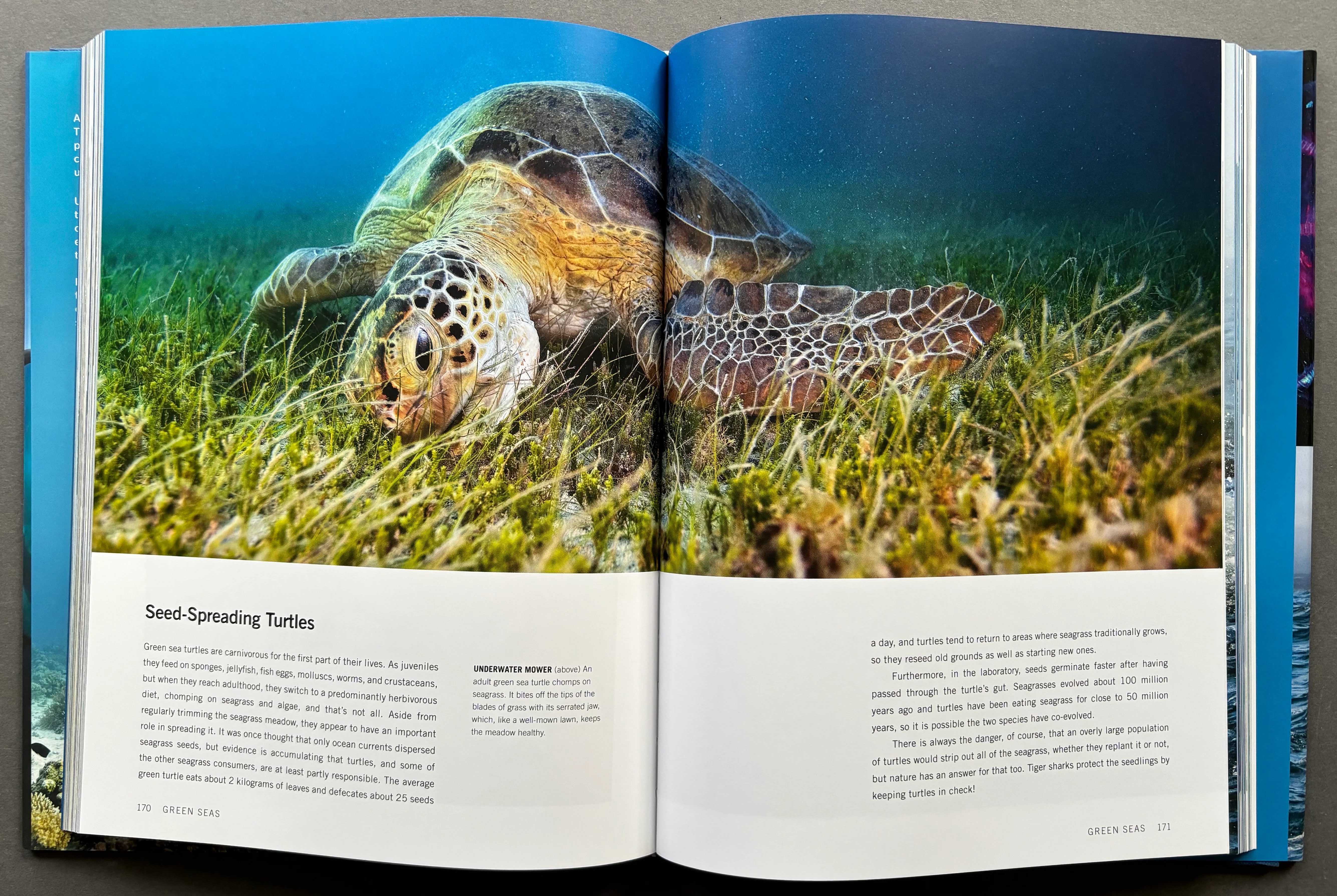 Blue Planet II - Image 5