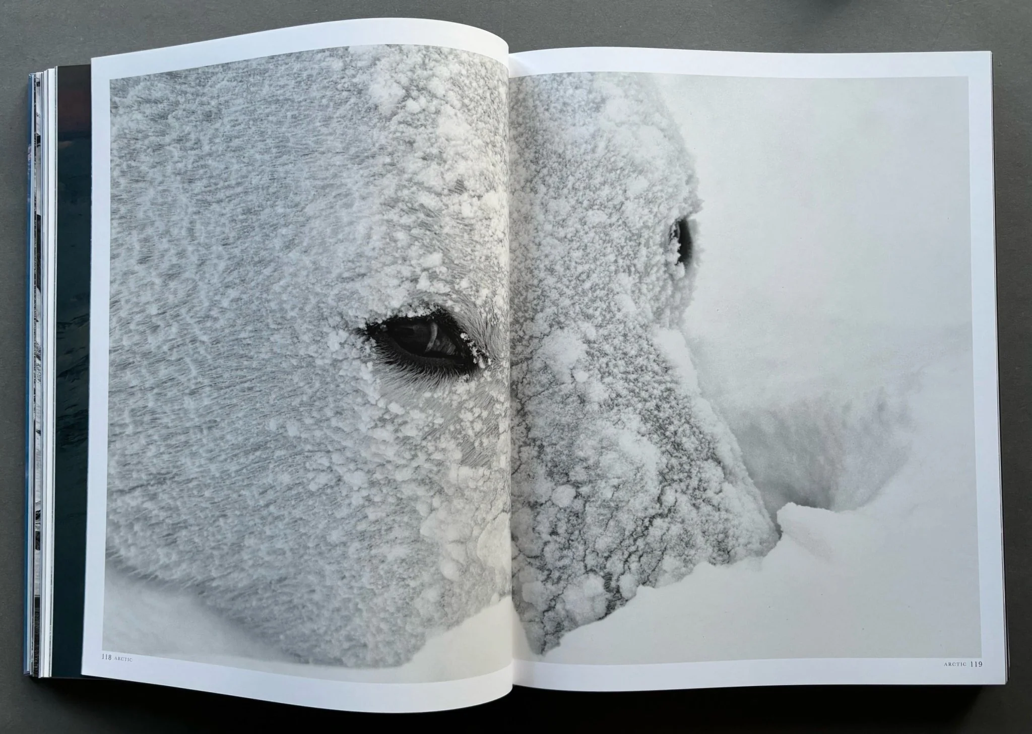 Born To Ice - Image 4