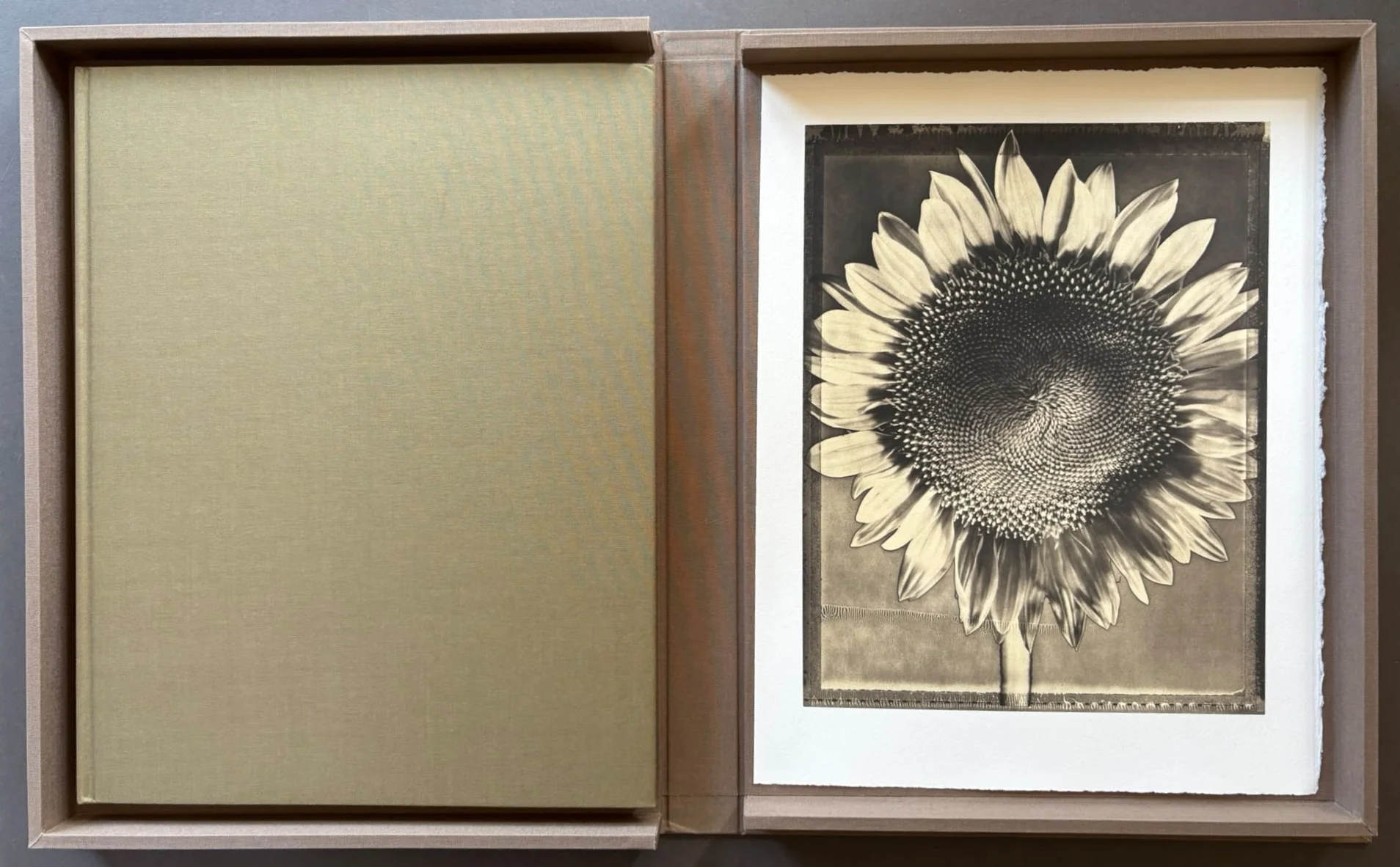 Botanica - Image 3