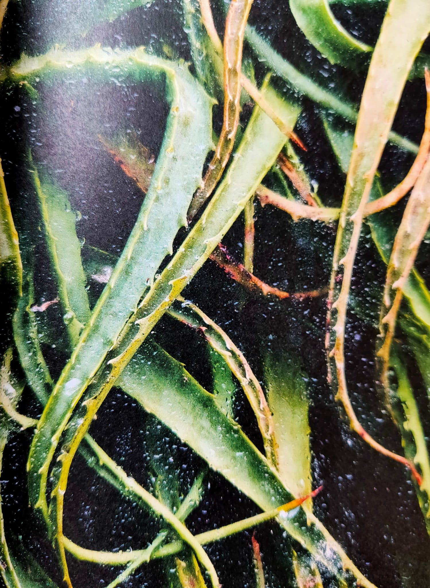 Botanical - Image 5