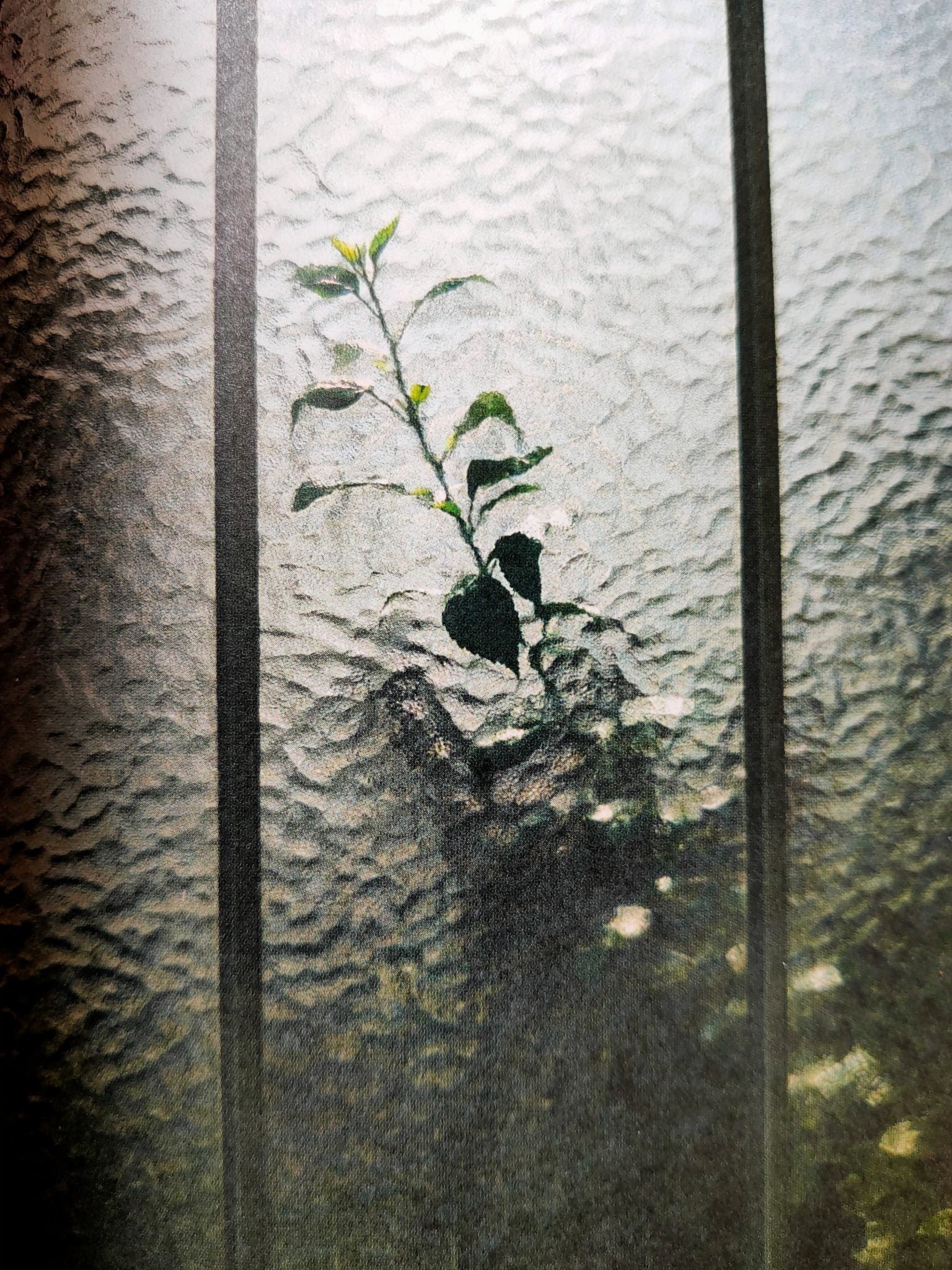 Botanical - Image 8