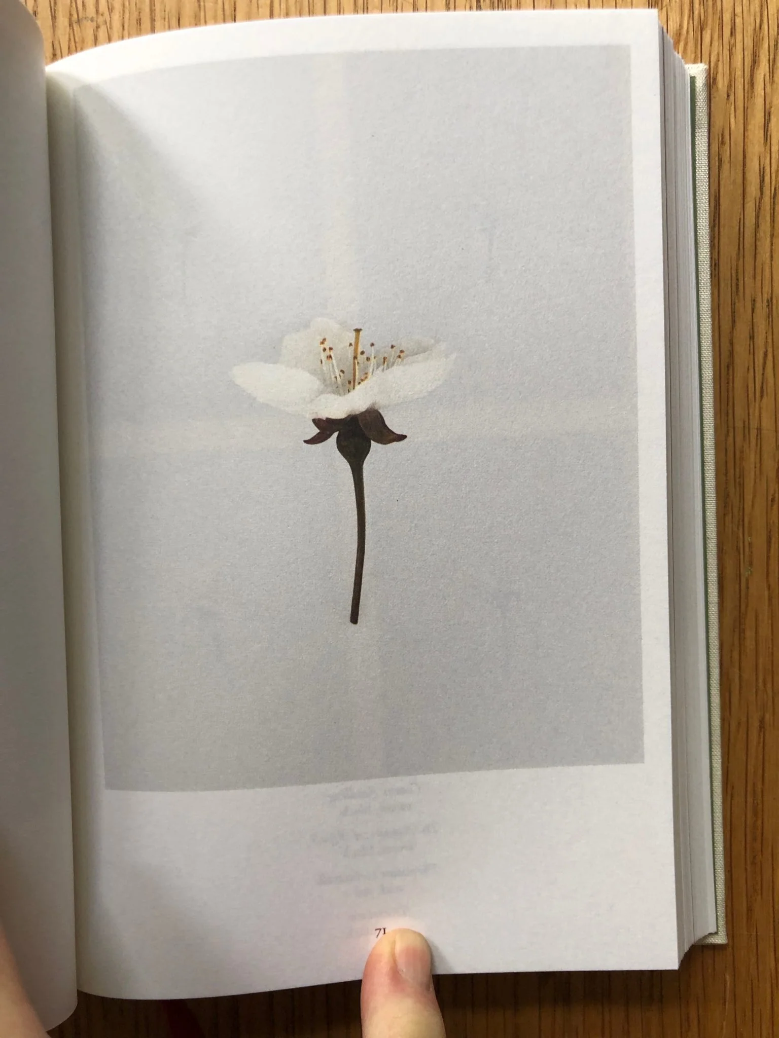 British Cherry Blossom - Image 5