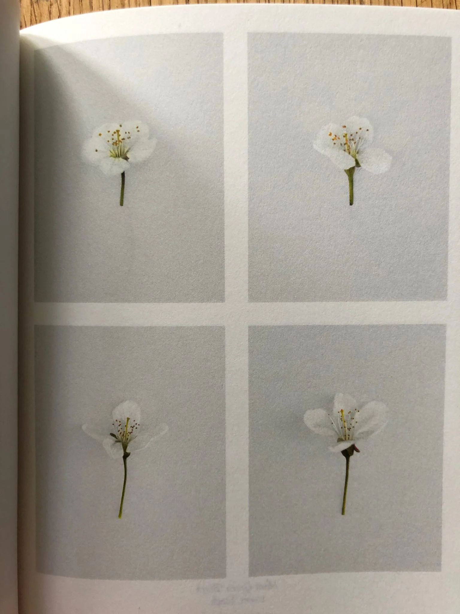 British Cherry Blossom - Image 6
