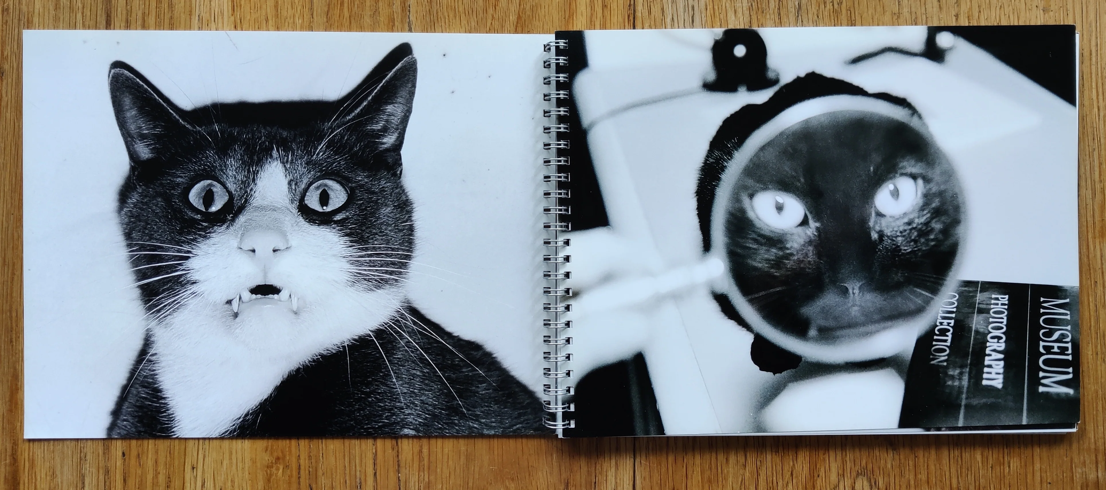 Cats and Dogs - Image 2