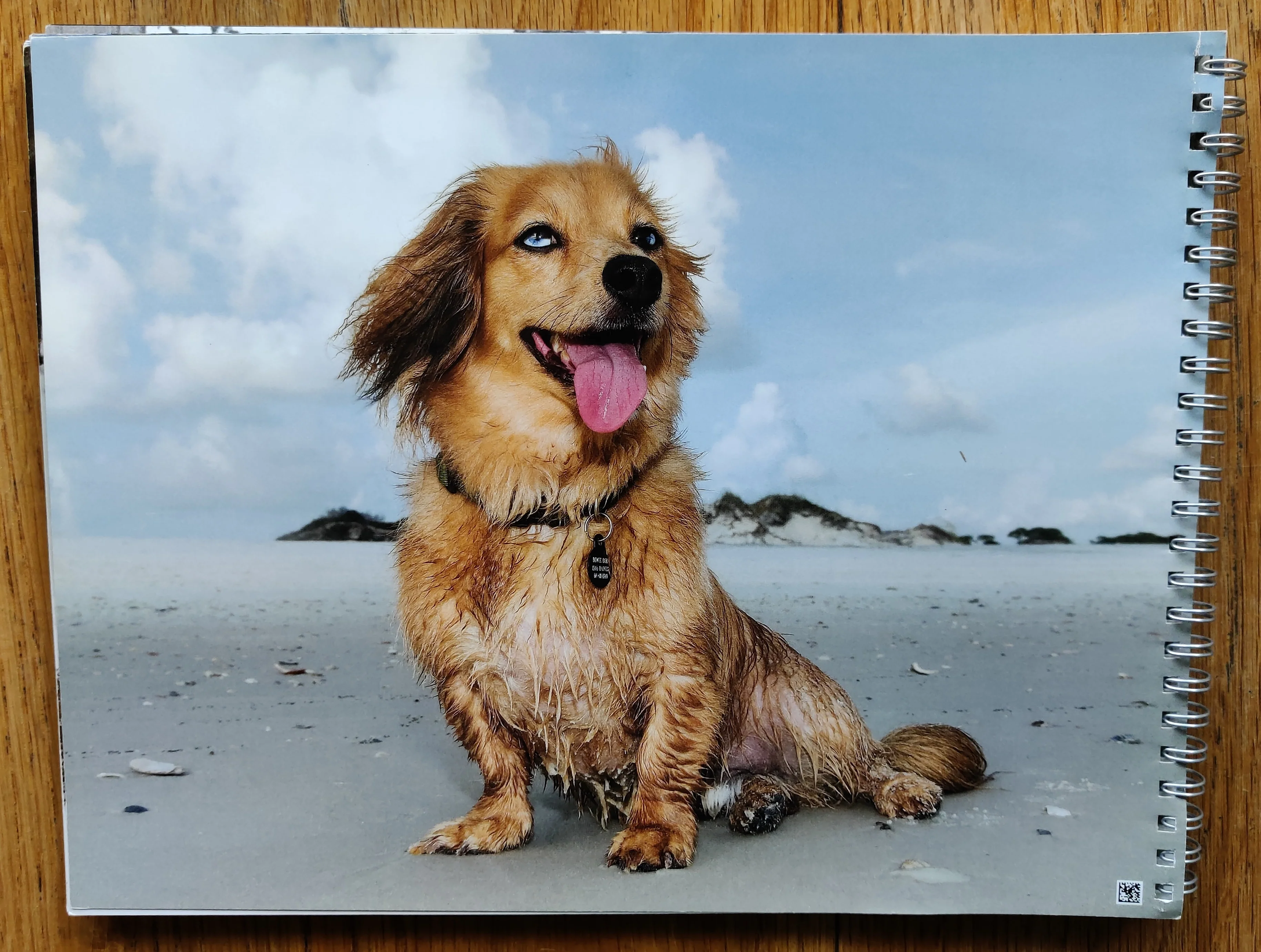 Cats and Dogs - Image 6