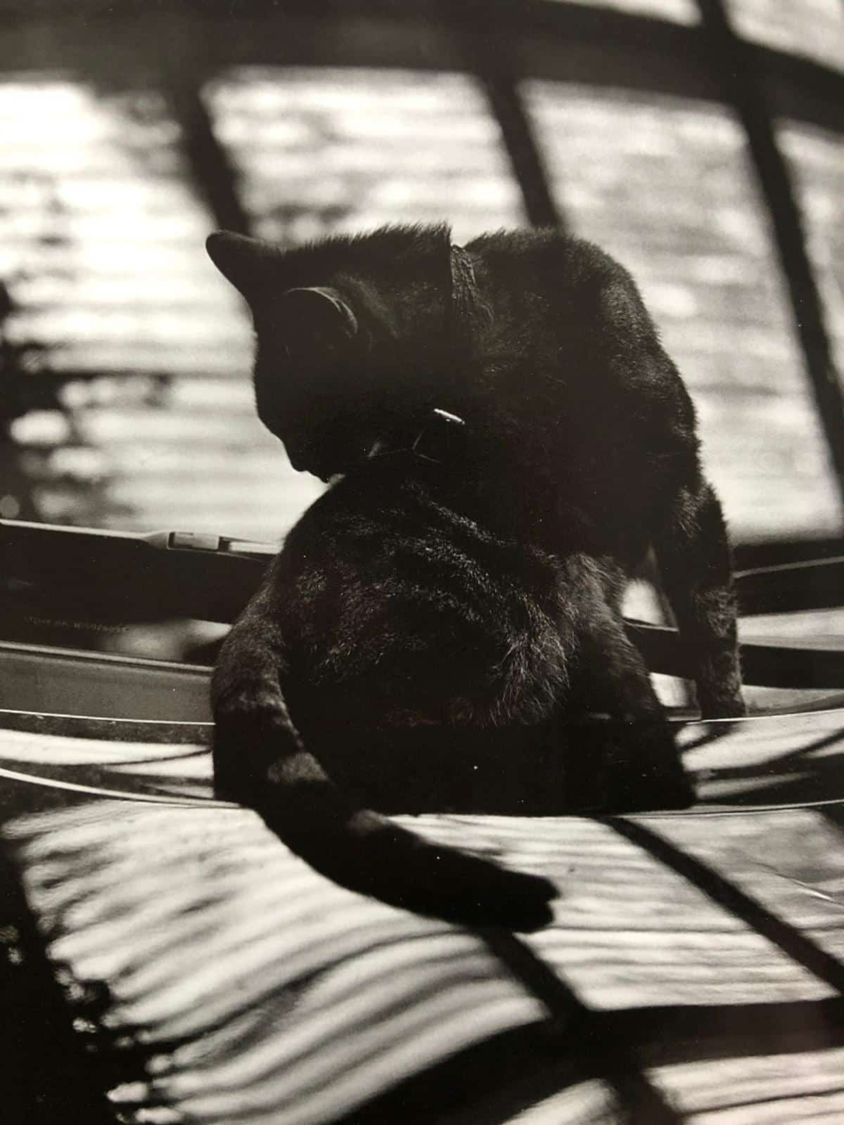 Cats (One Picture Book) - Image 10