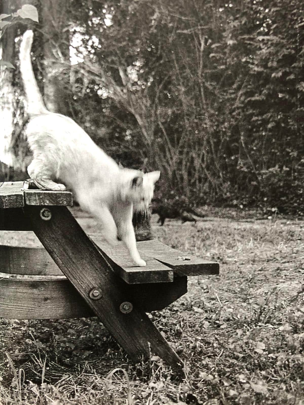 Cats (One Picture Book) - Image 5