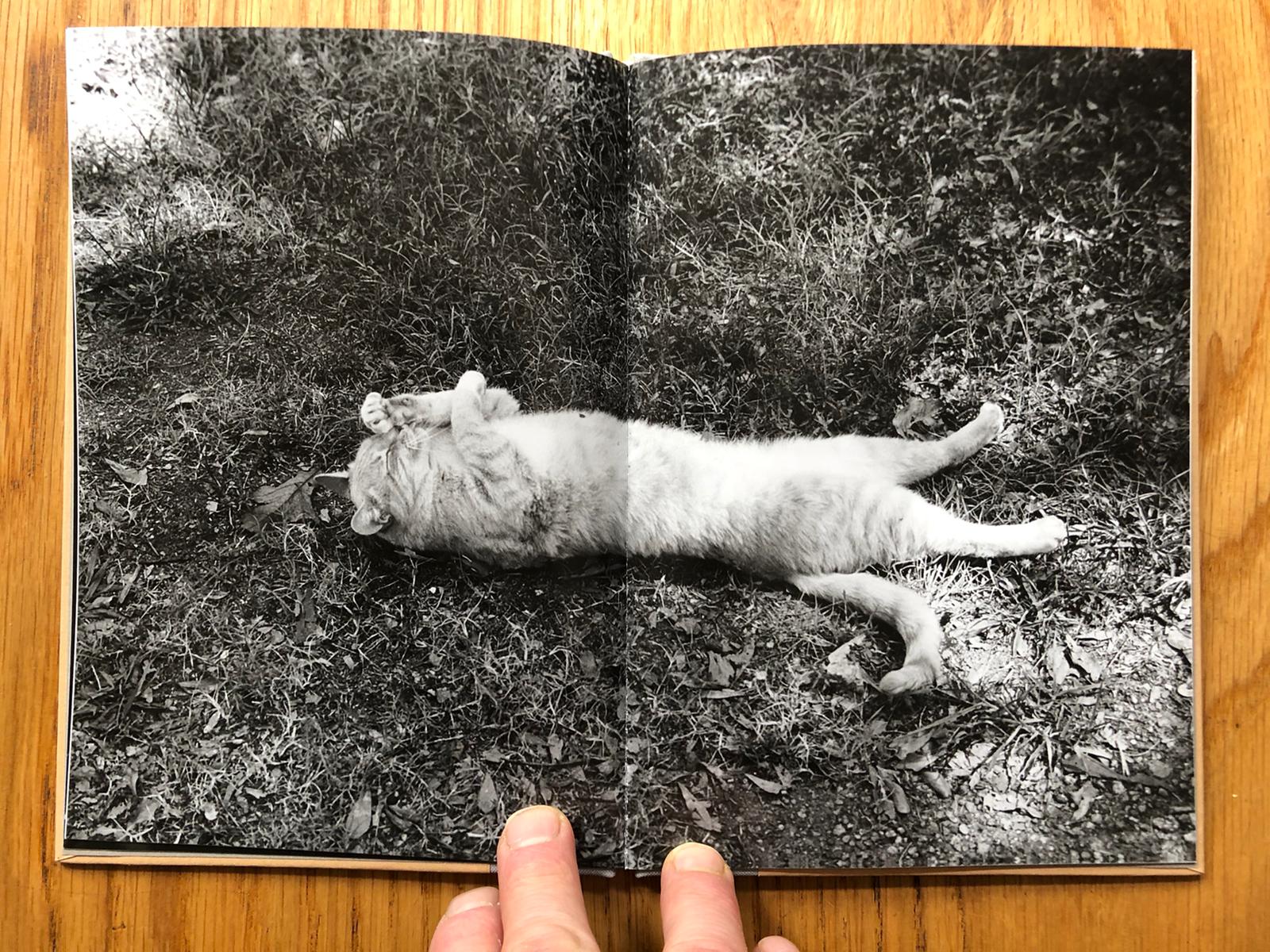 Cats (One Picture Book) - Image 6