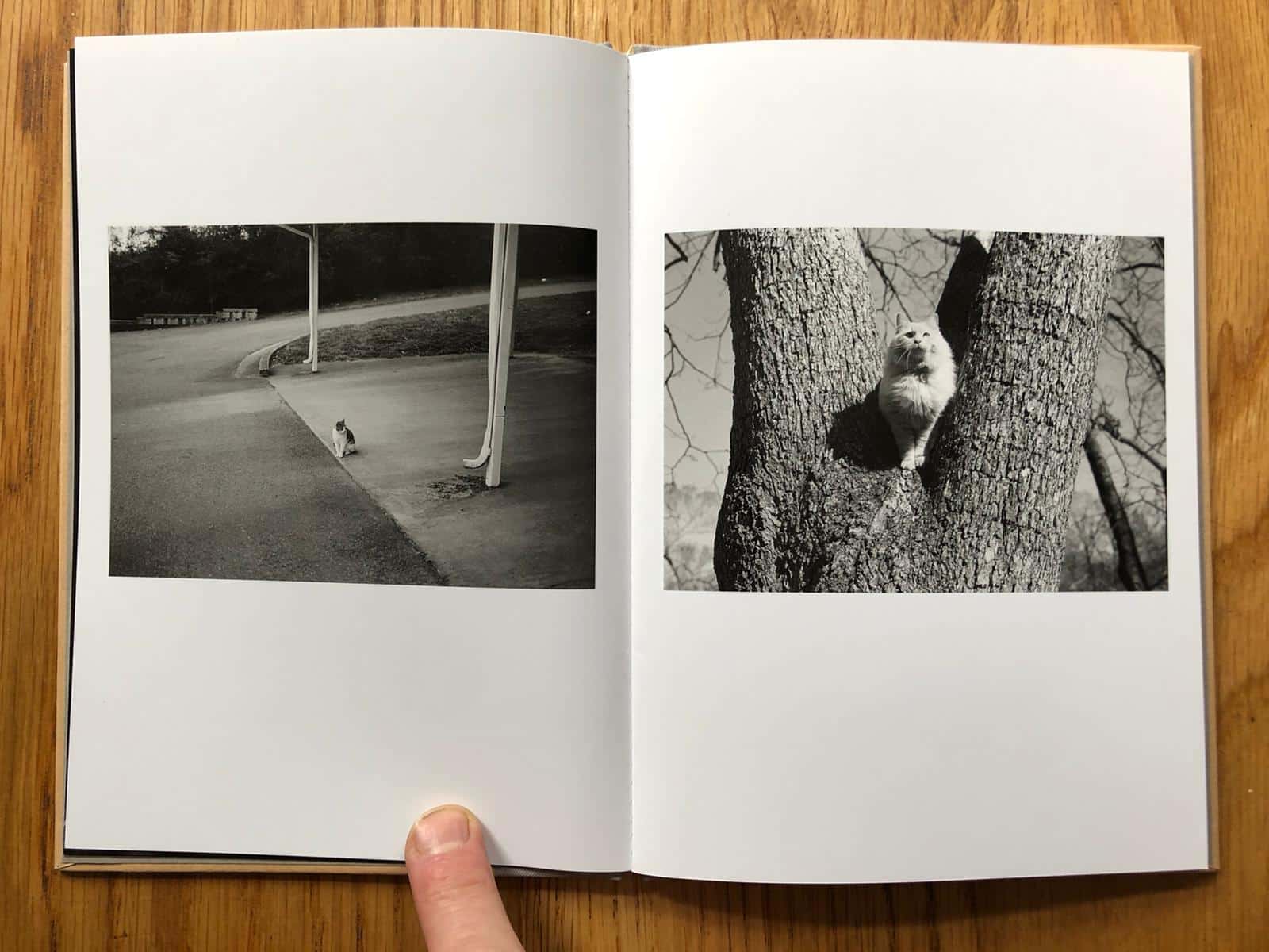 Cats (One Picture Book) - Image 7