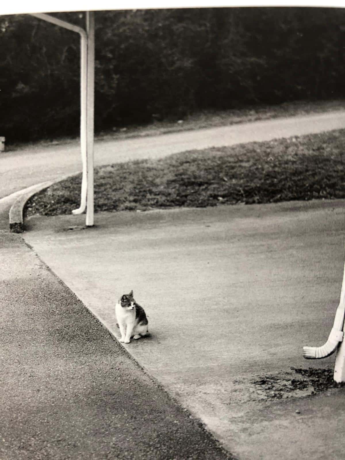 Cats (One Picture Book) - Image 8
