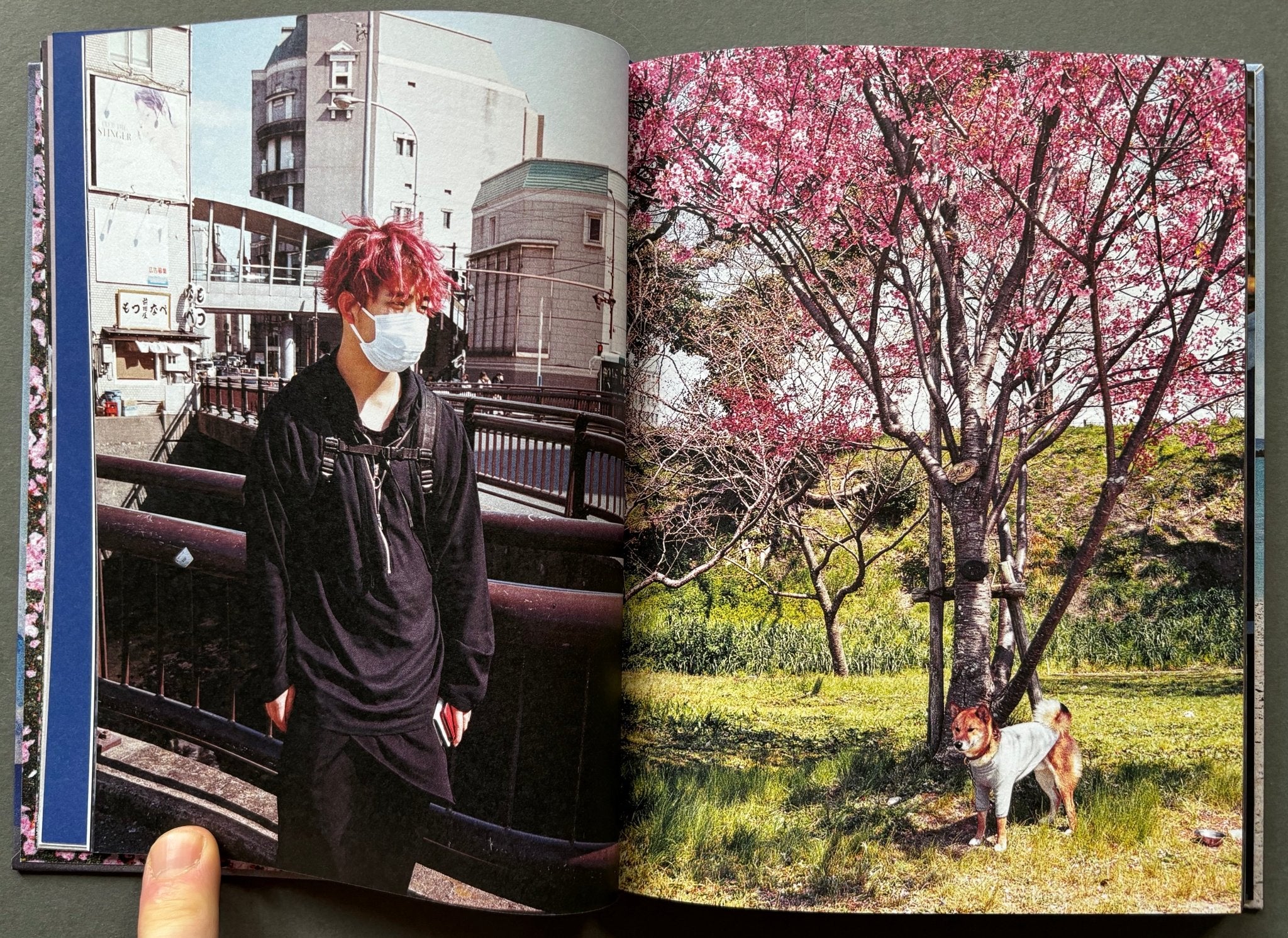 Cherry Trees - Image 5