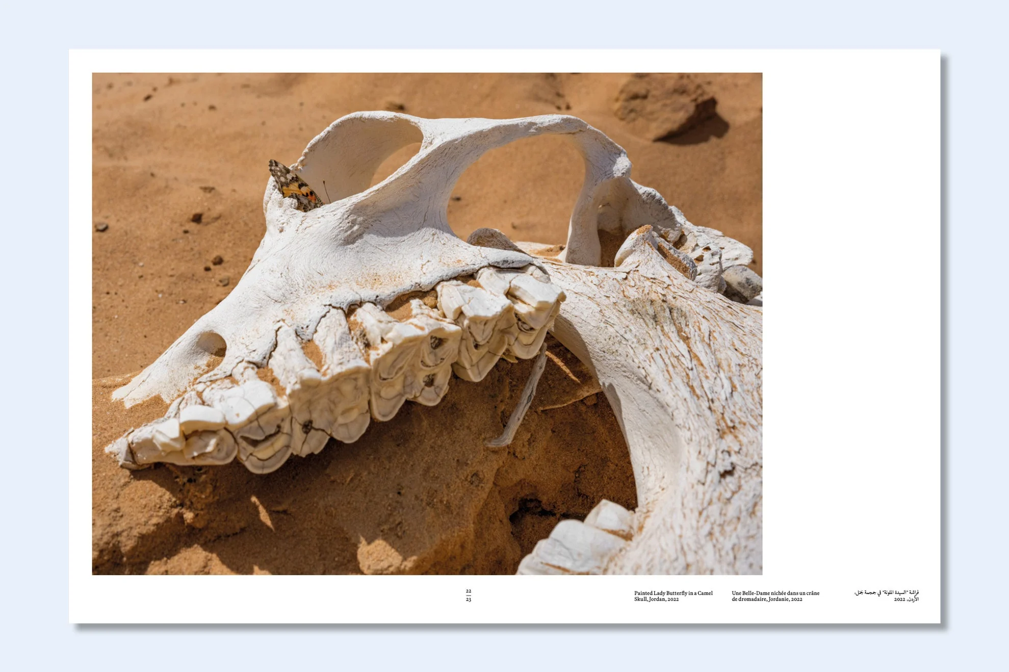 Constant Bloom - Image 5