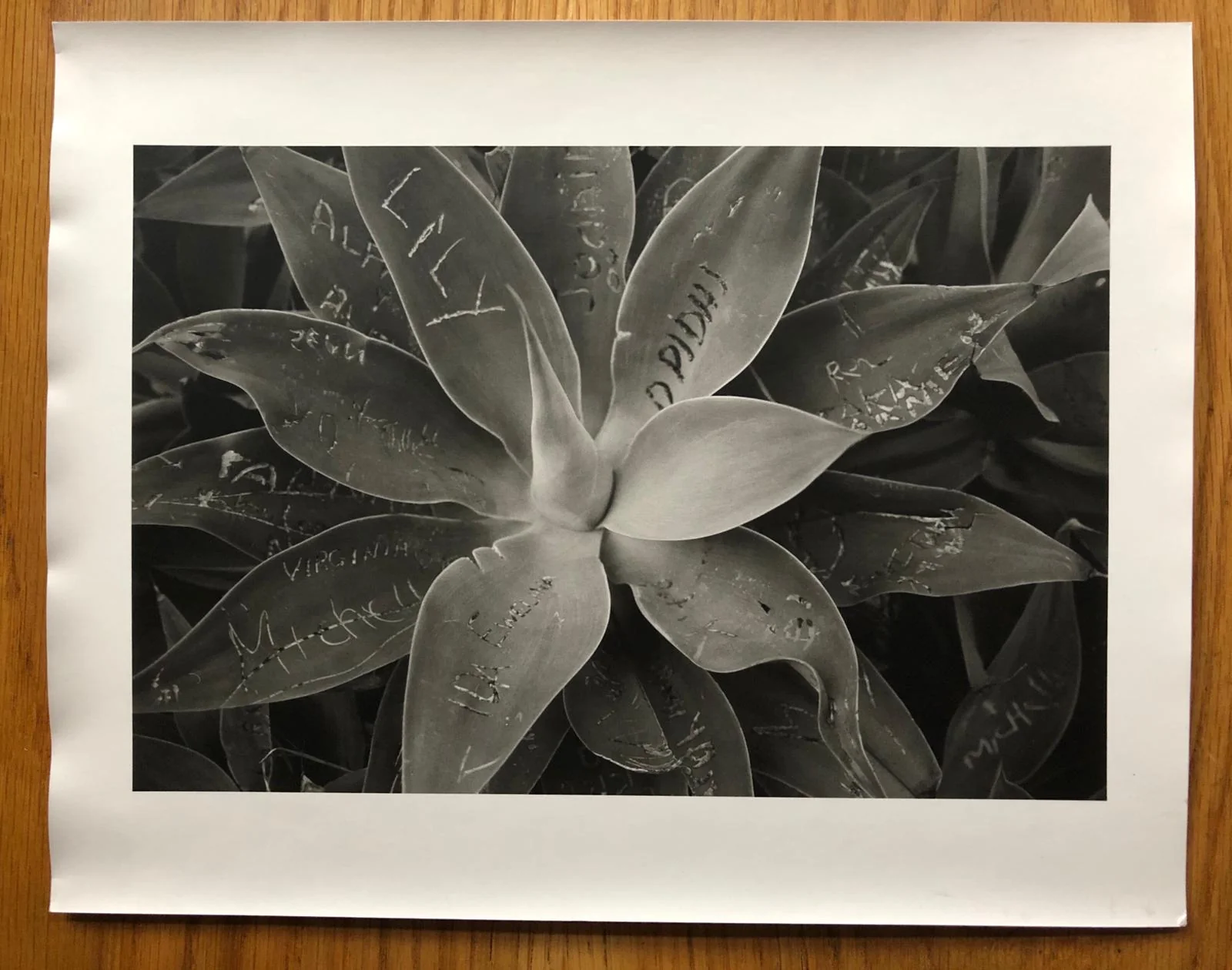 Contemporary Suburbium (Special Print Edition) - Image 5