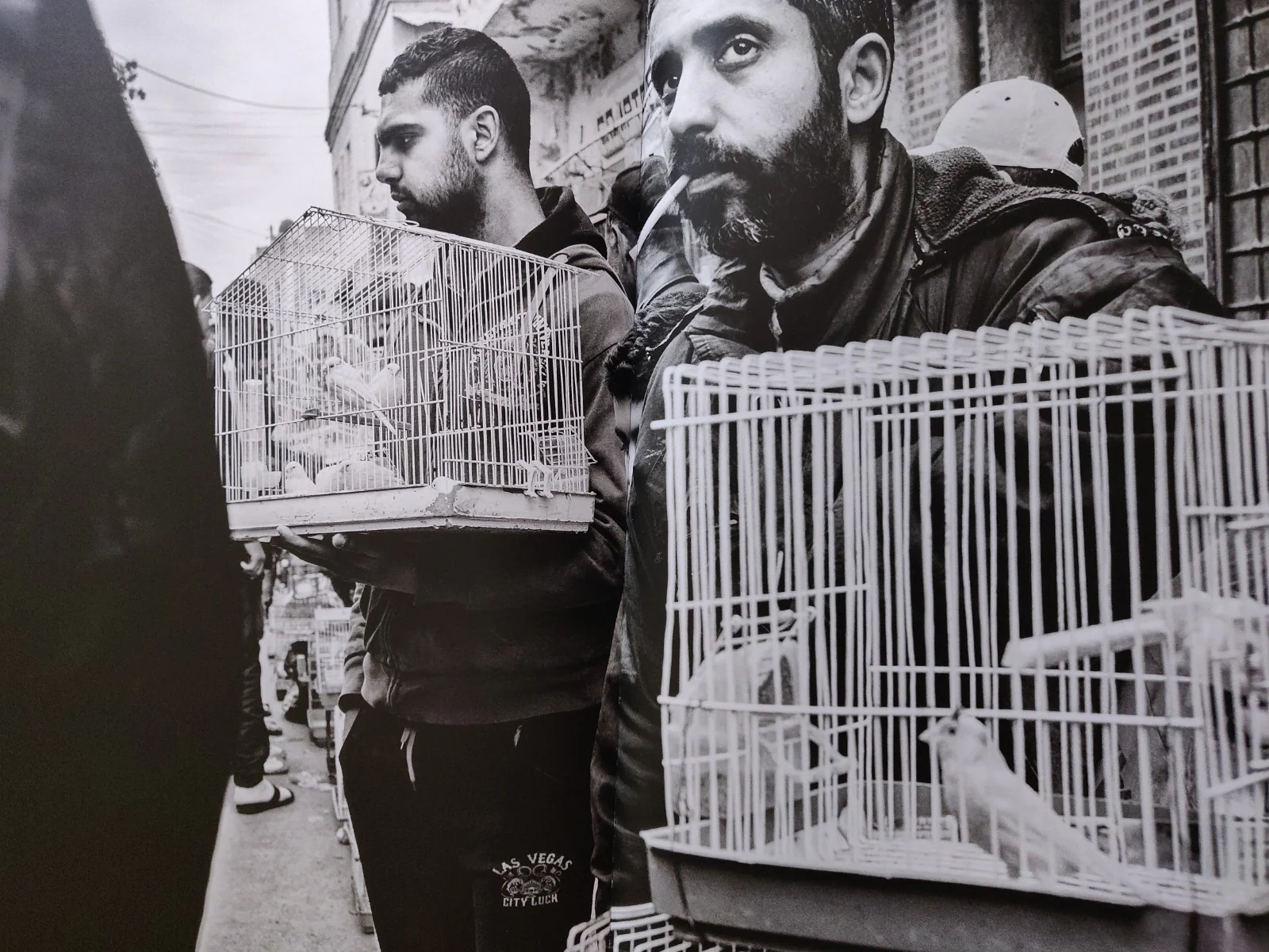 Deglet Nour - Image 3