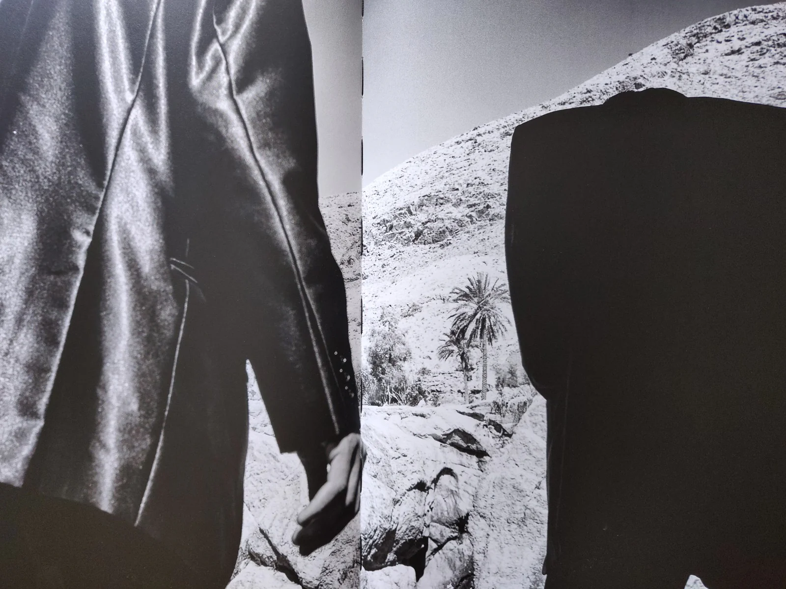 Deglet Nour - Image 4