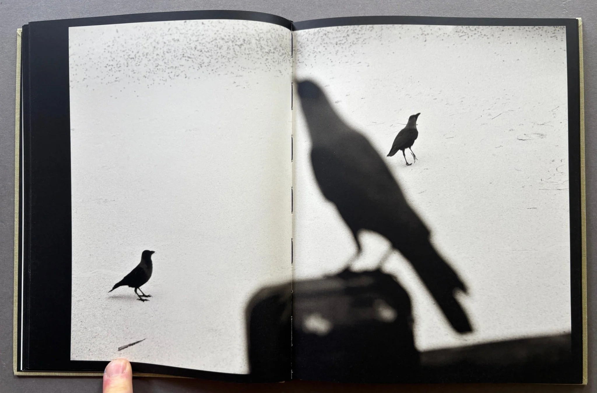 Des oiseaux - Image 3