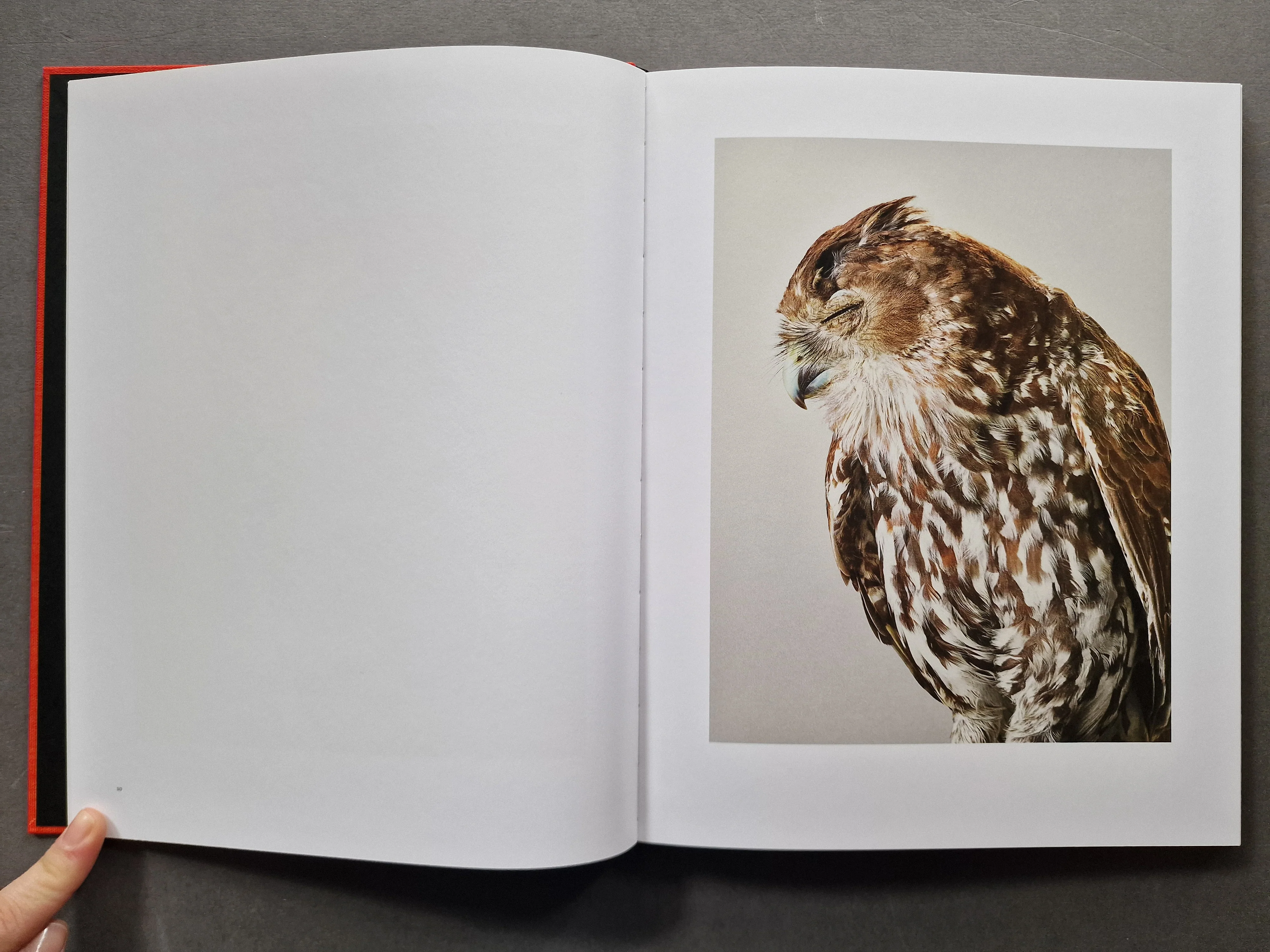 Des Oiseaux - Image 2