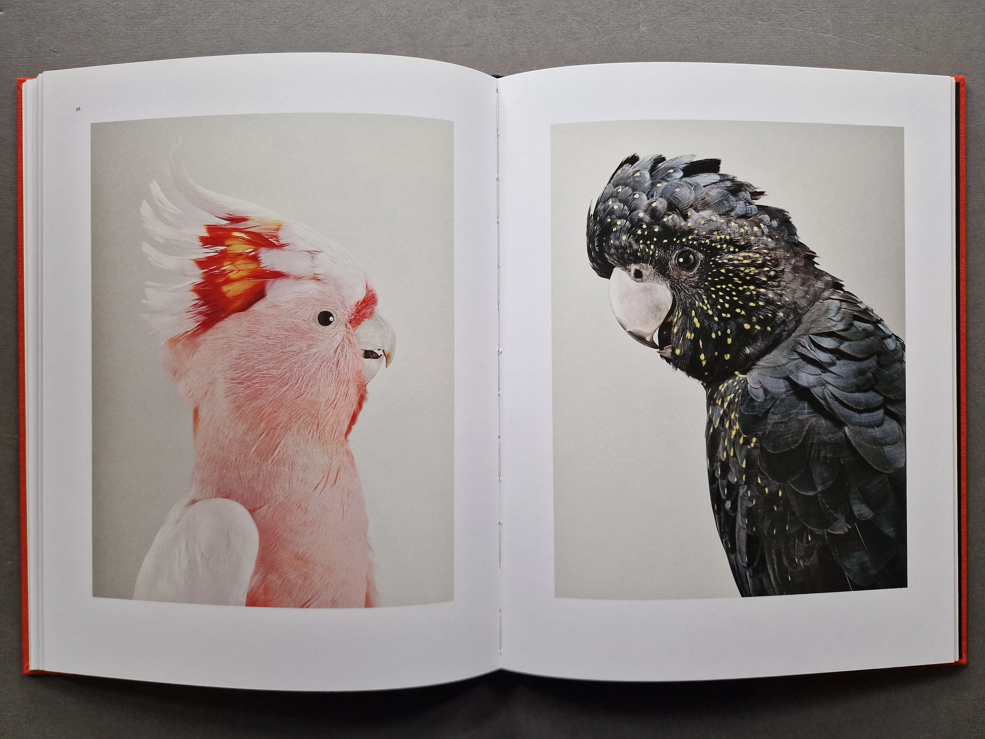 Des Oiseaux - Image 4