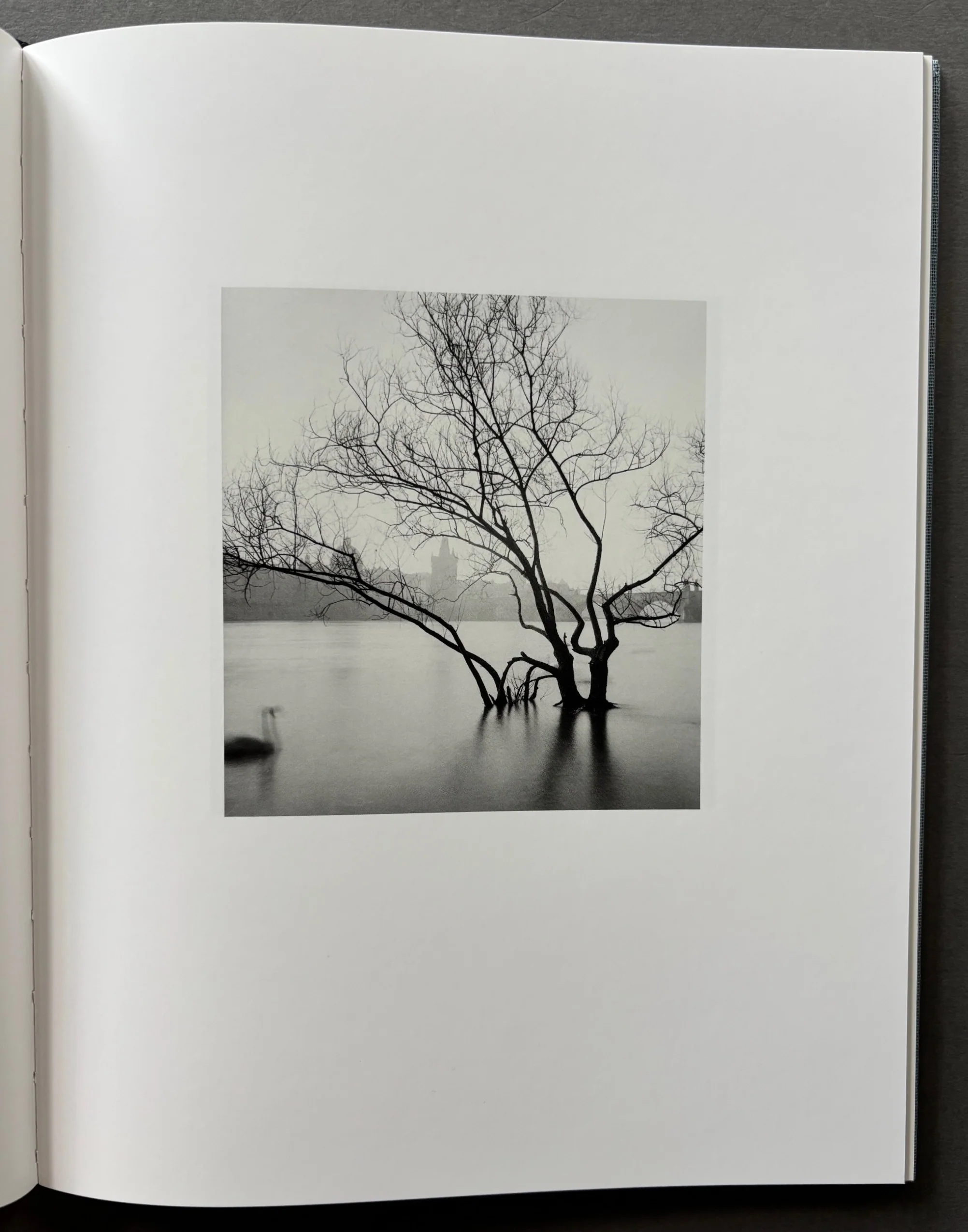 Des oiseaux - Image 2