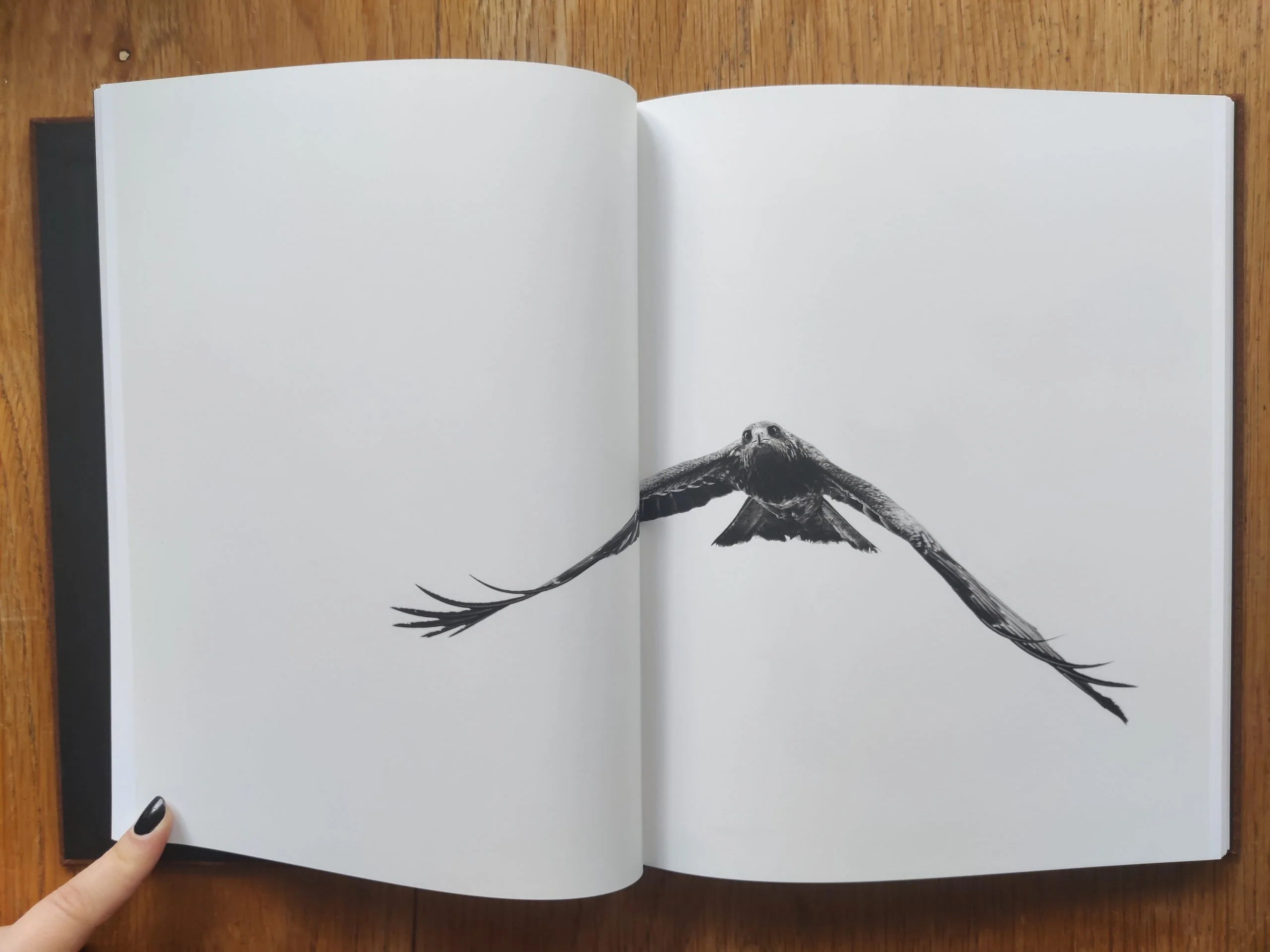 Des Oiseaux - Image 5