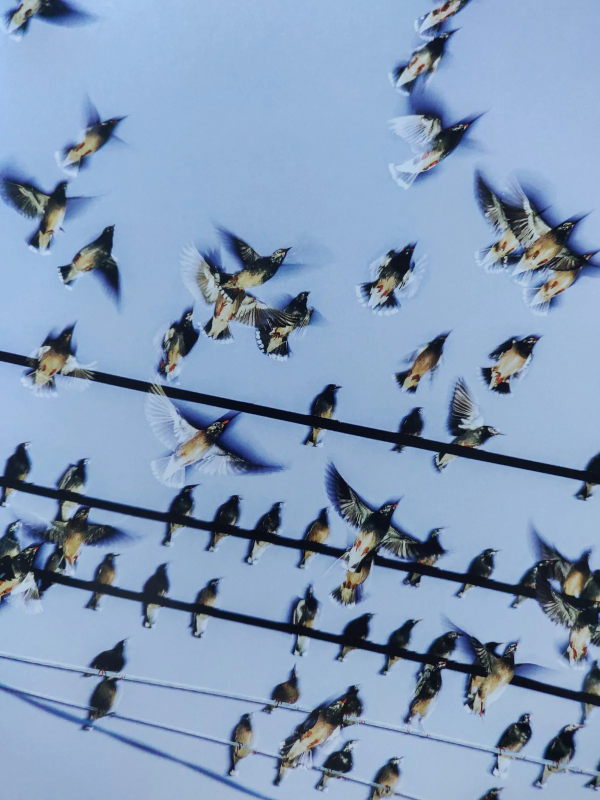 Des Oiseaux - Image 12