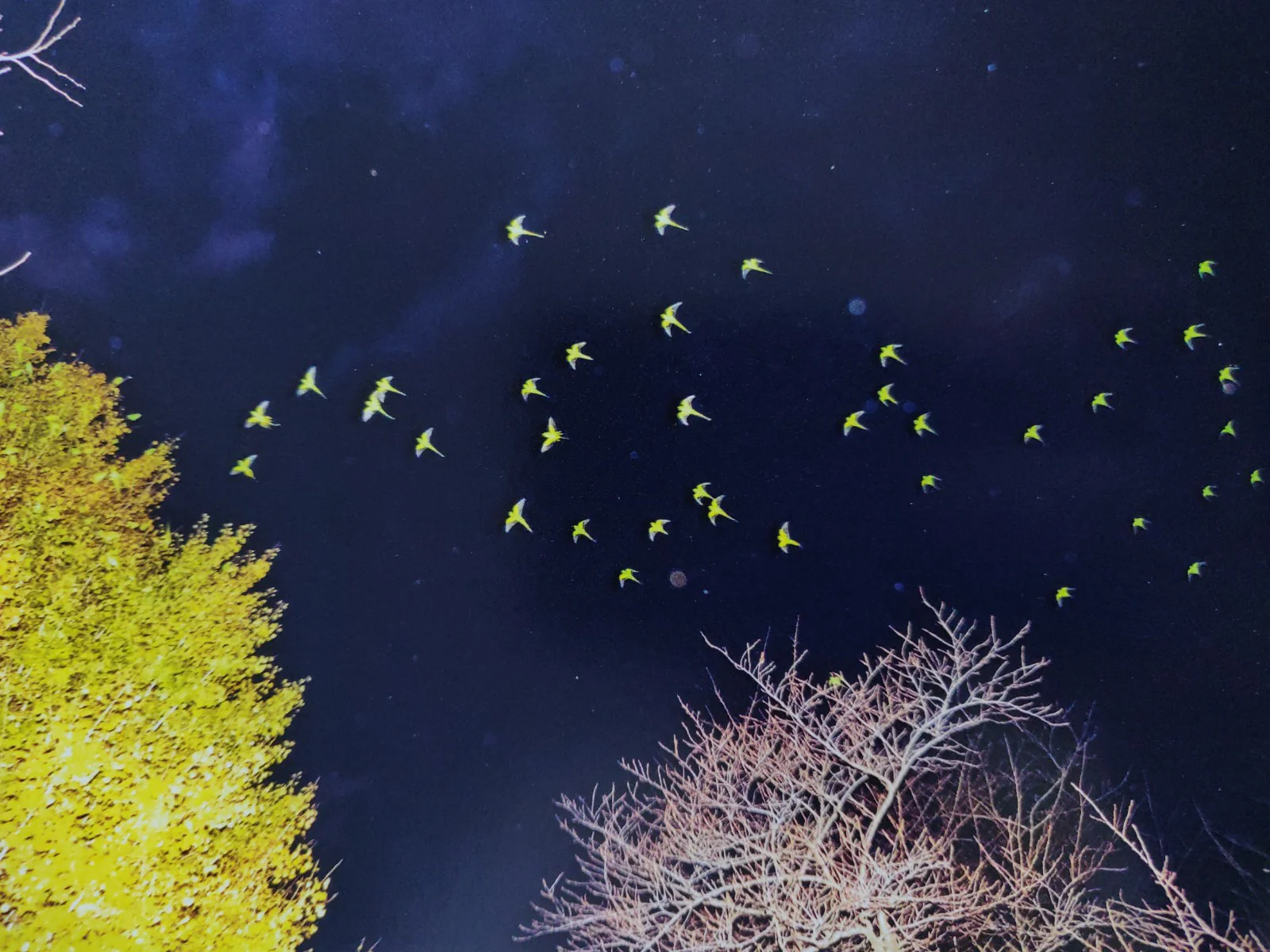 Des Oiseaux - Image 4