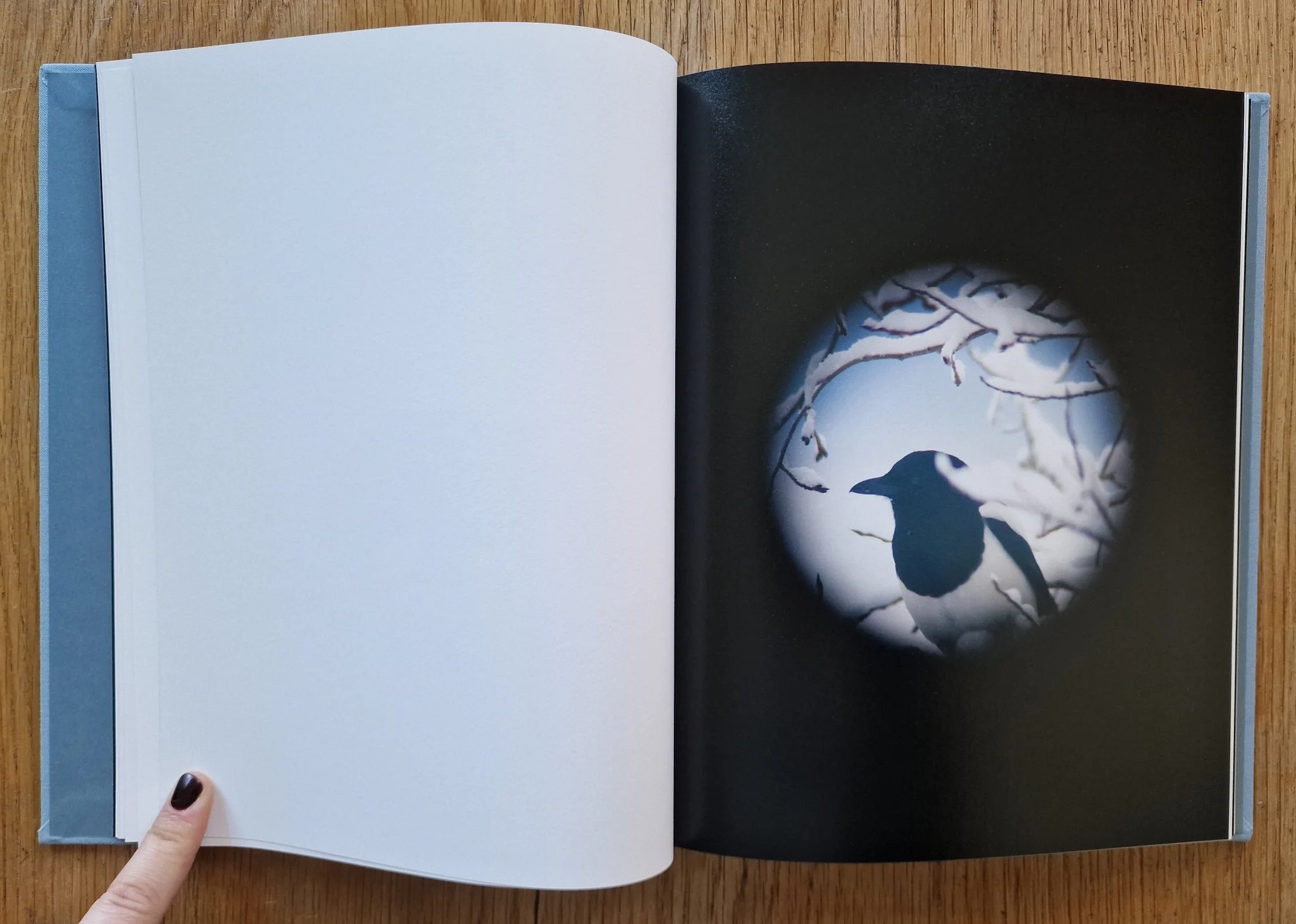 Dreams of Birds - Image 5