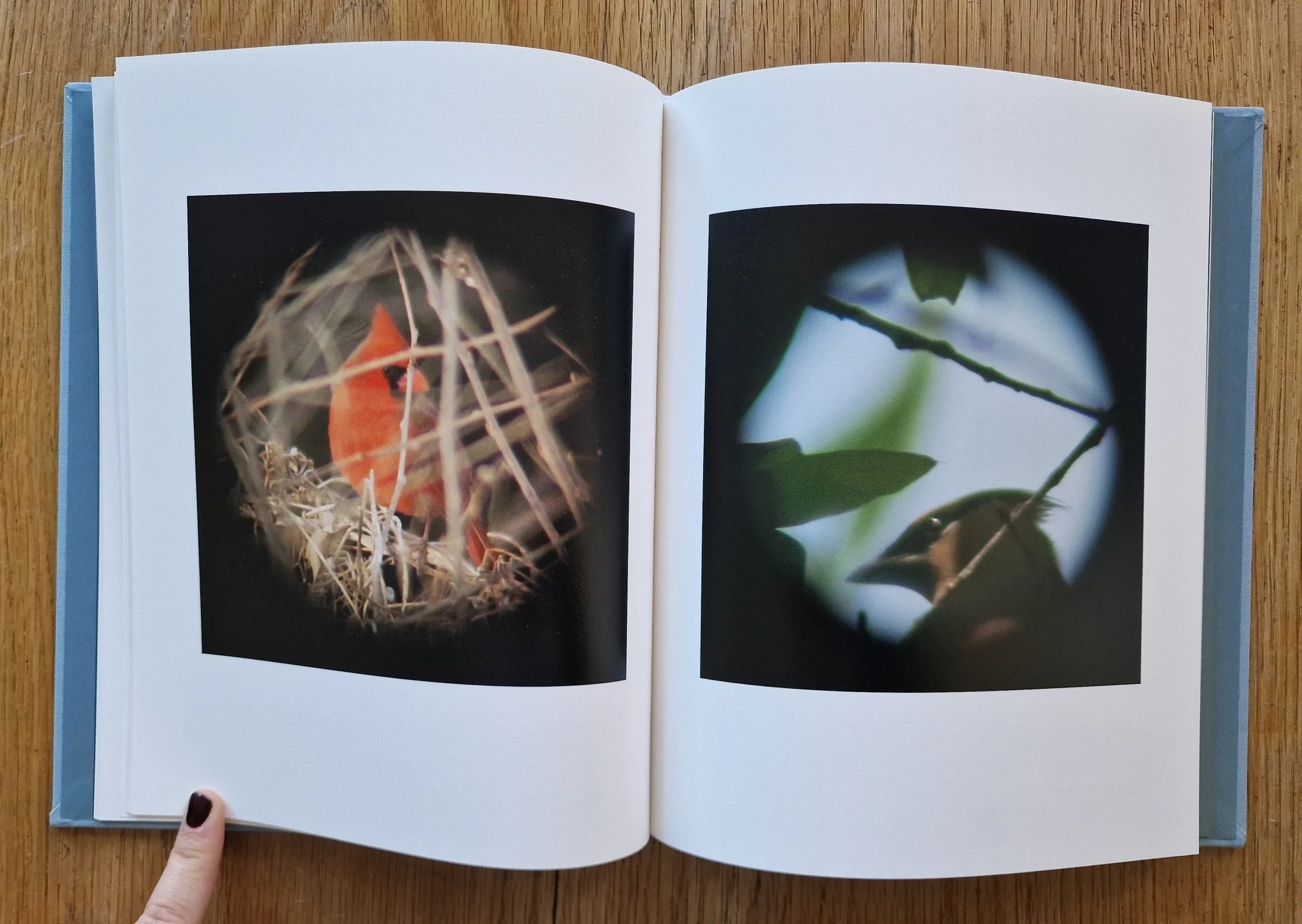Dreams of Birds - Image 6