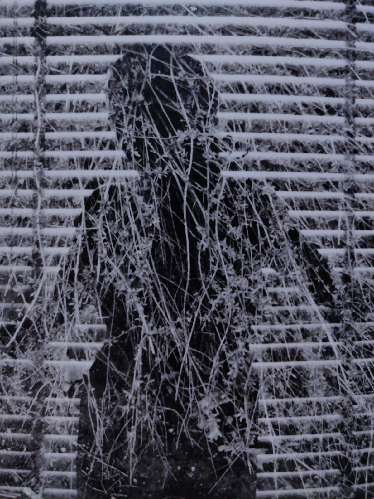 Edward Weston Harry Callahan - Image 2