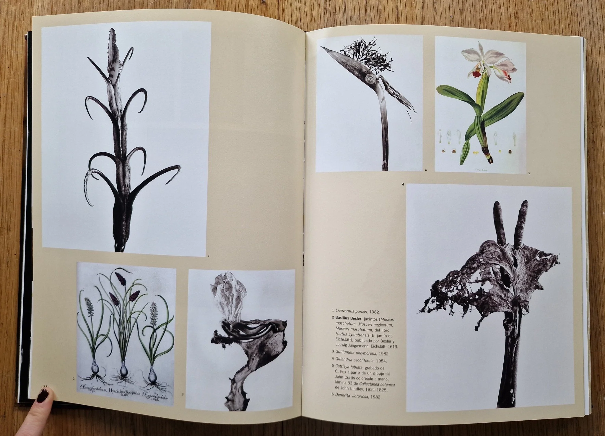 El libro de las maravillas - Image 5