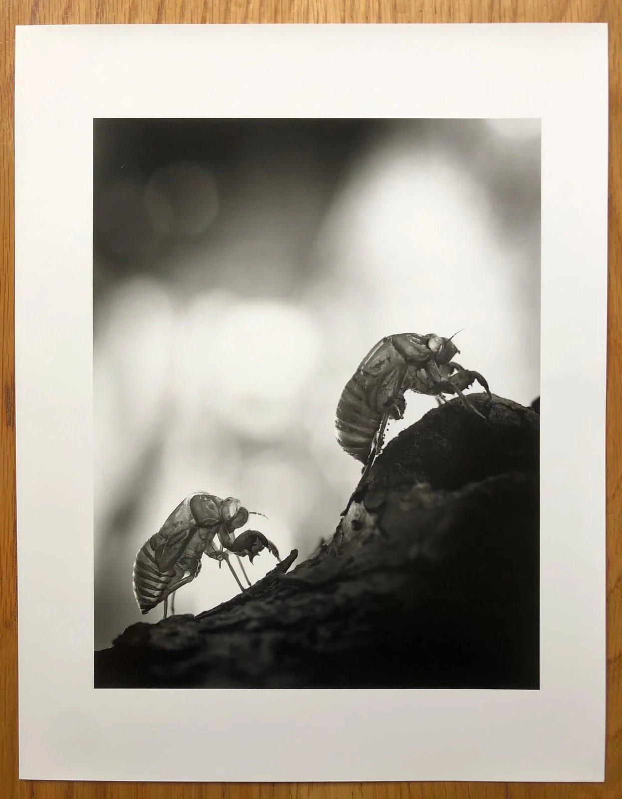 Emperor of Japan (Print Edition) - Image 3
