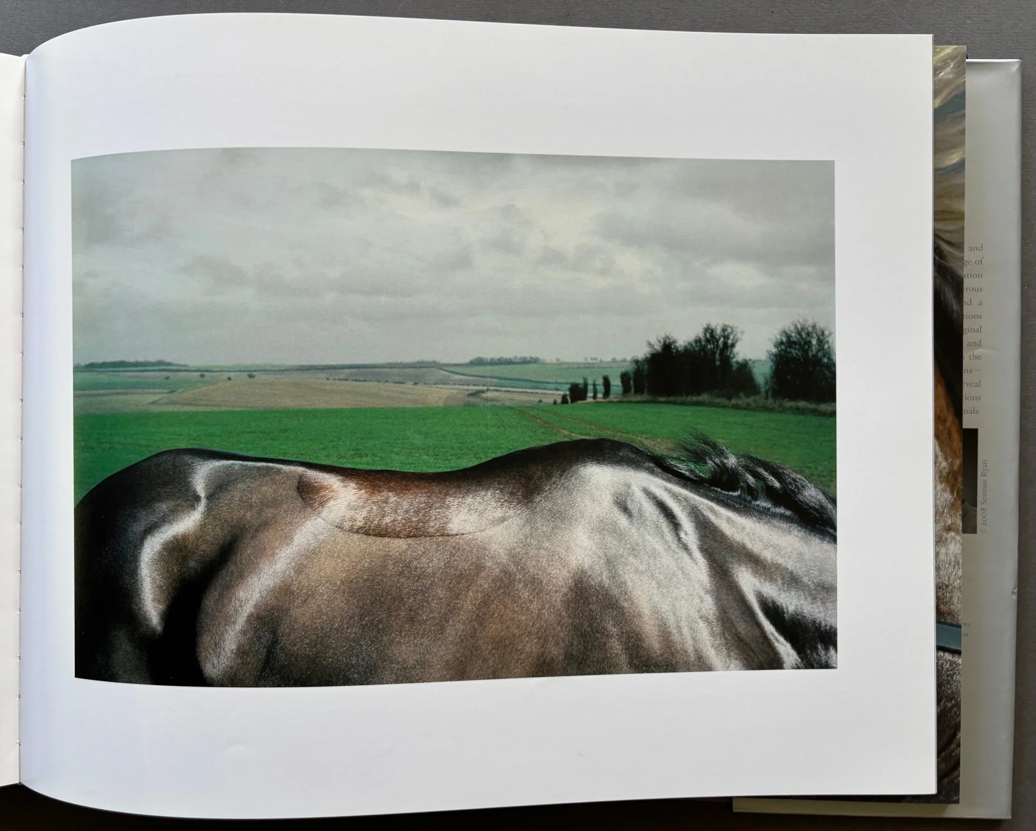 Equus - Image 4