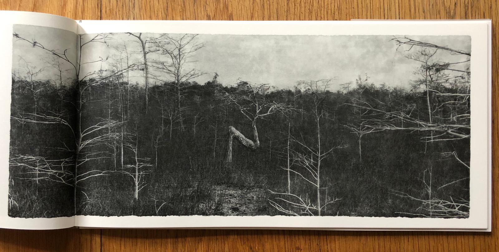 Everglades - Image 4