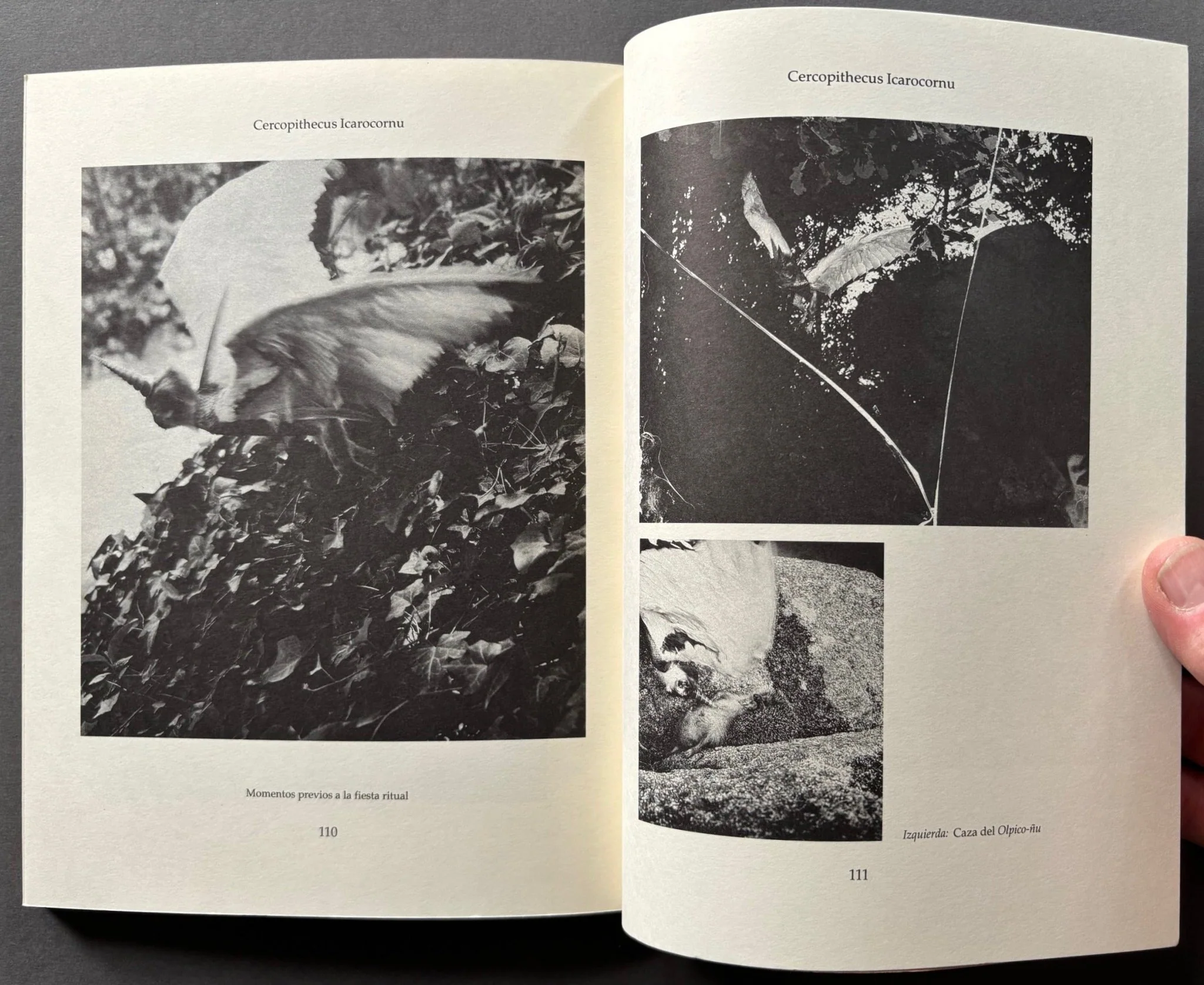 Fauna - Image 2