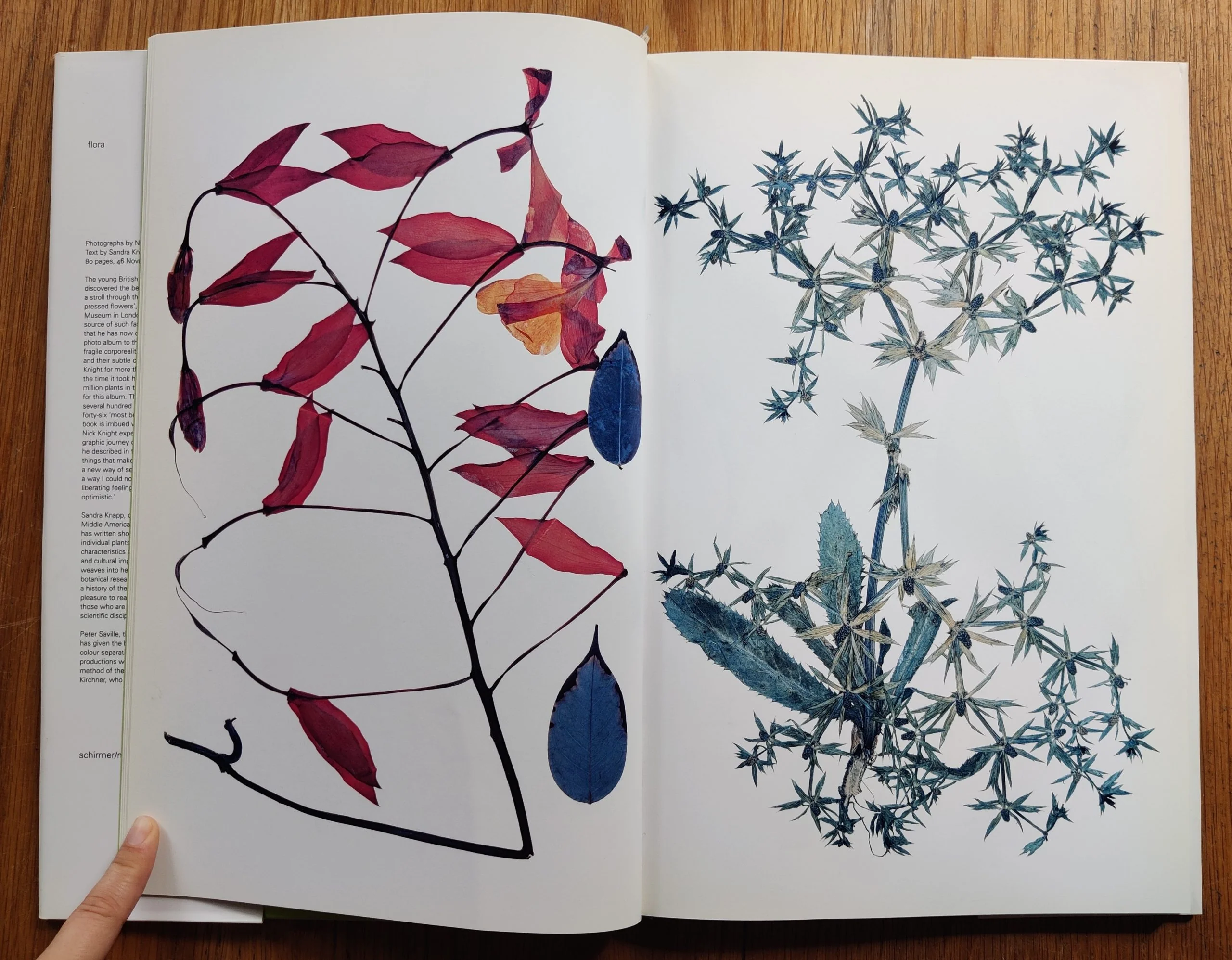 Flora - Image 4