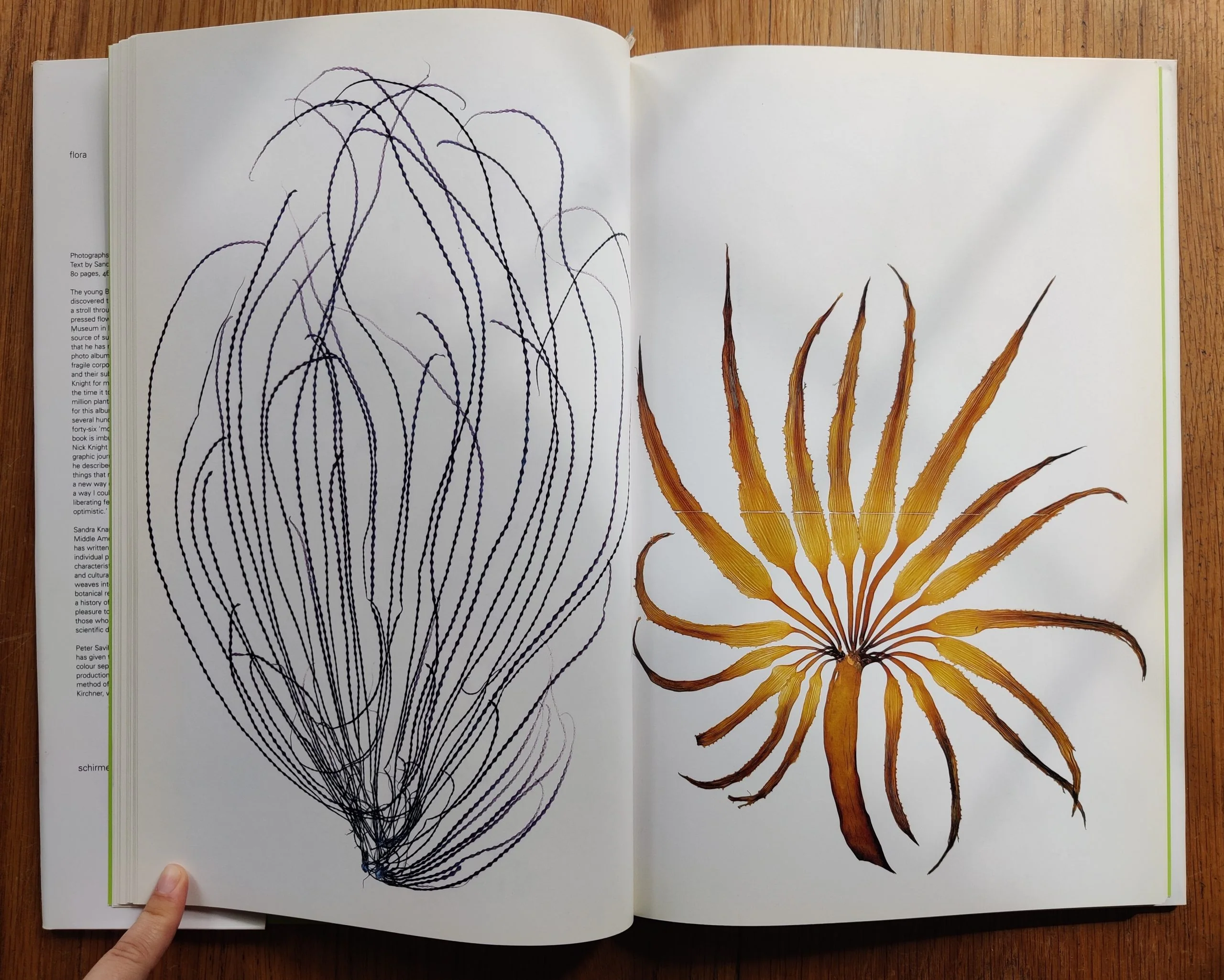 Flora - Image 6