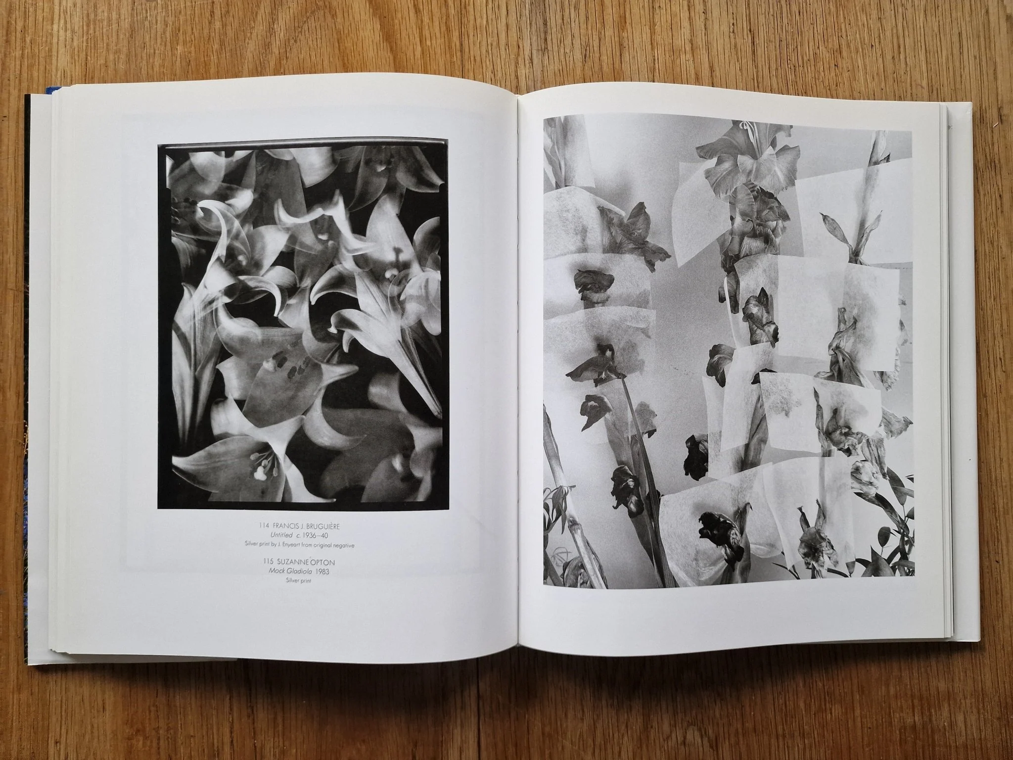 Flora Photographica: Masterpieces of Flower Photography from 1835 to the Present - Image 6