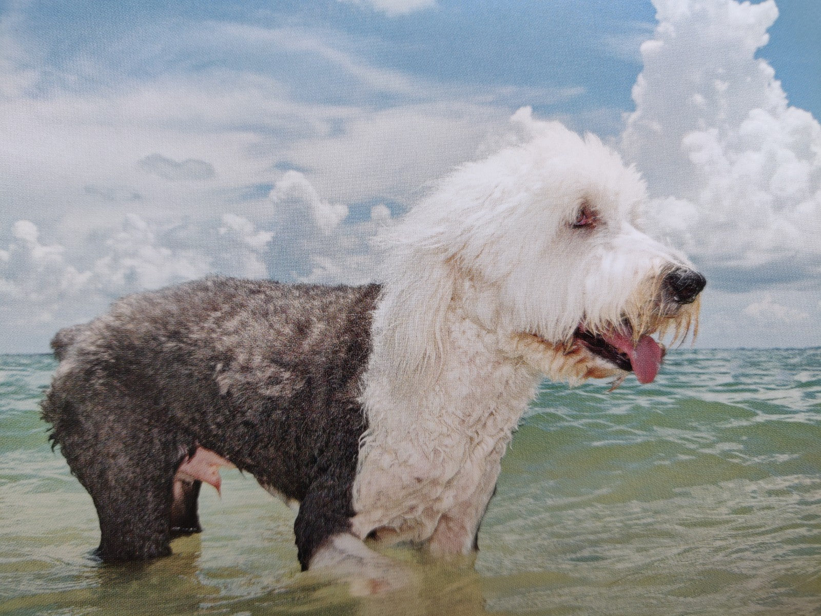 Floridadogs (One Picture Book) - Image 4