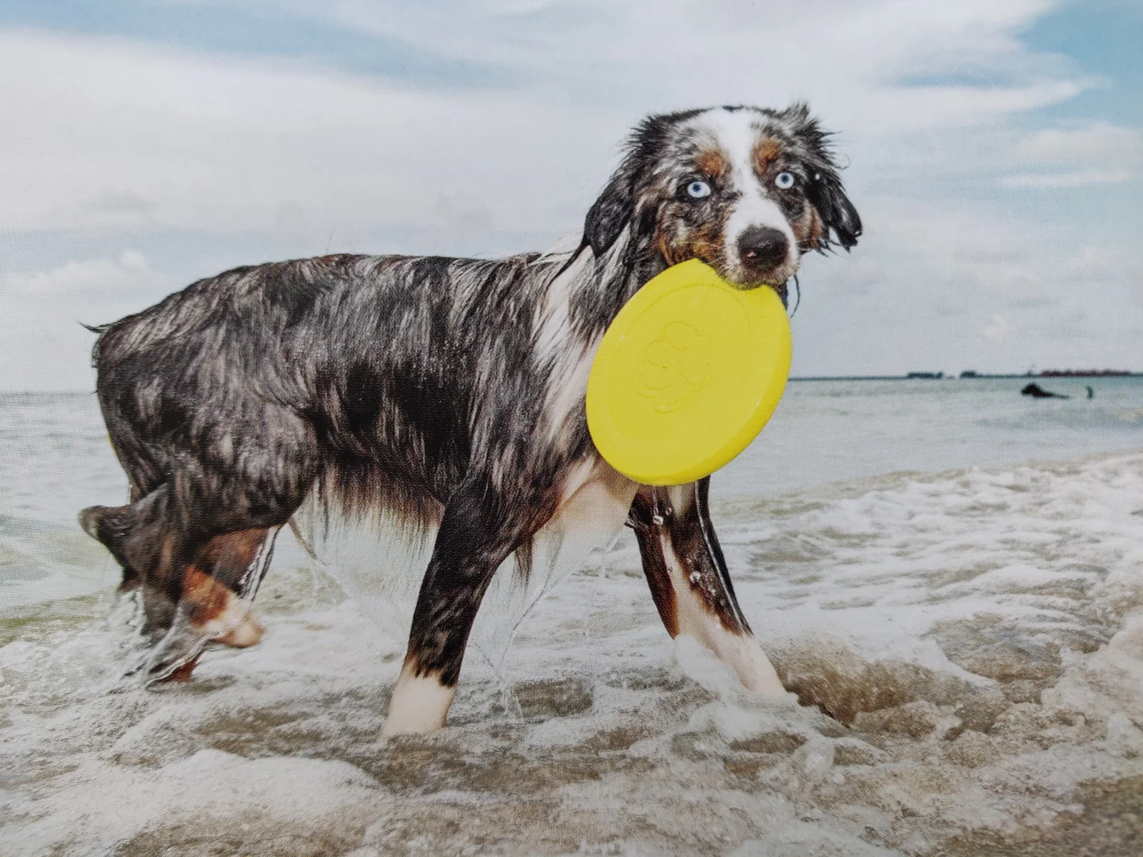 Floridadogs (One Picture Book) - Image 7