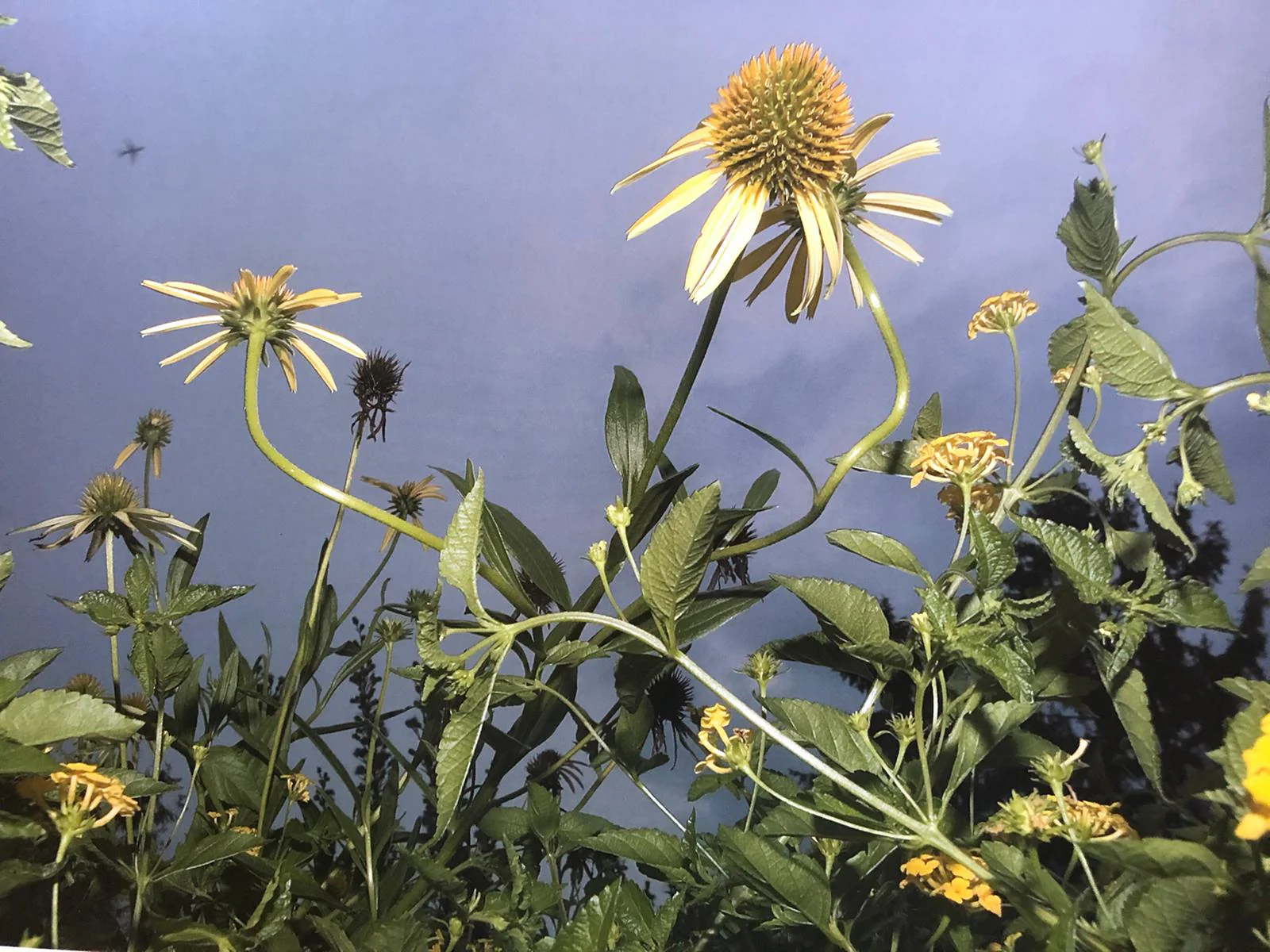 Flowers - Image 5